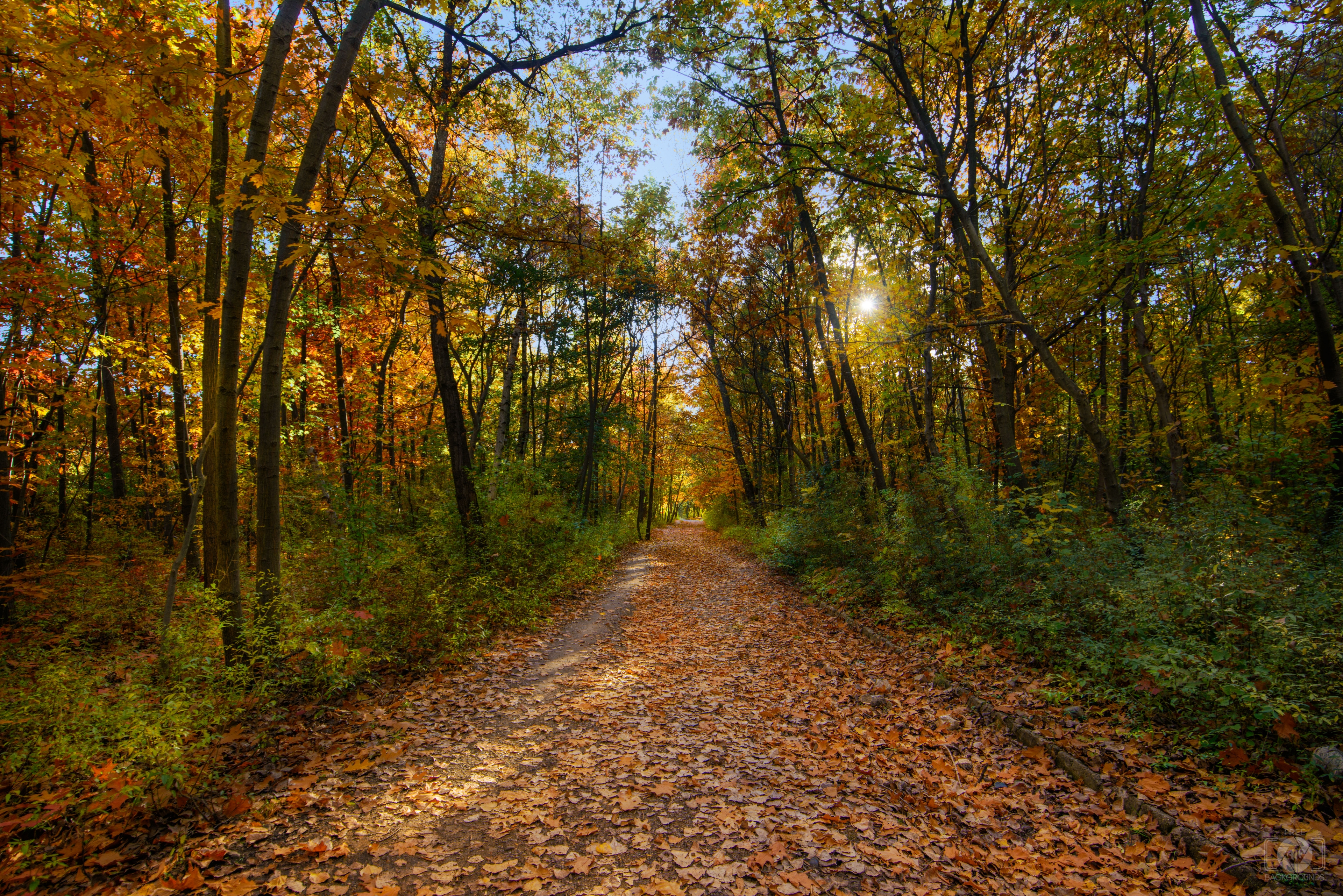 fall forest backgrounds