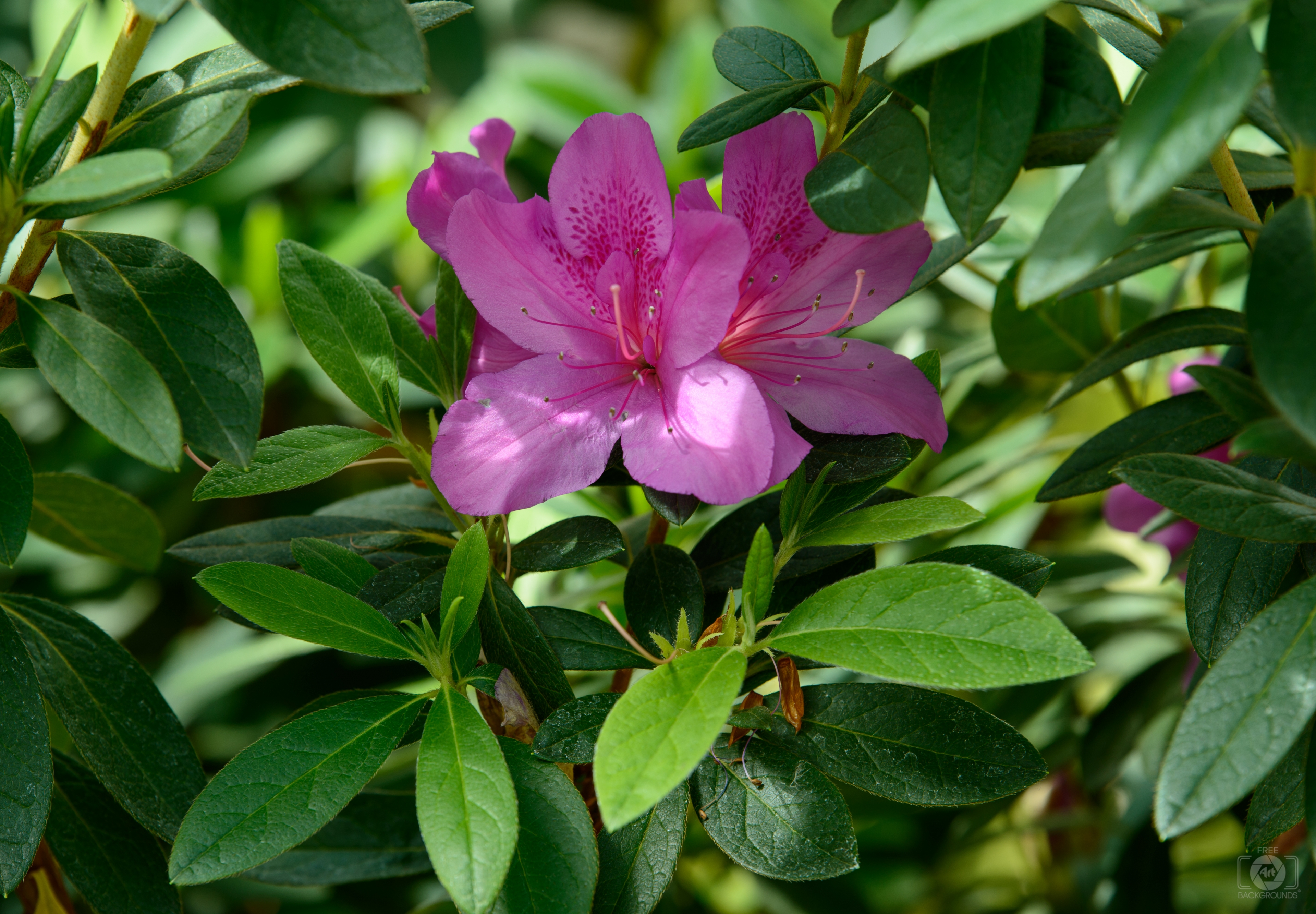 Azalea Flower Background - High-quality Free Backgrounds