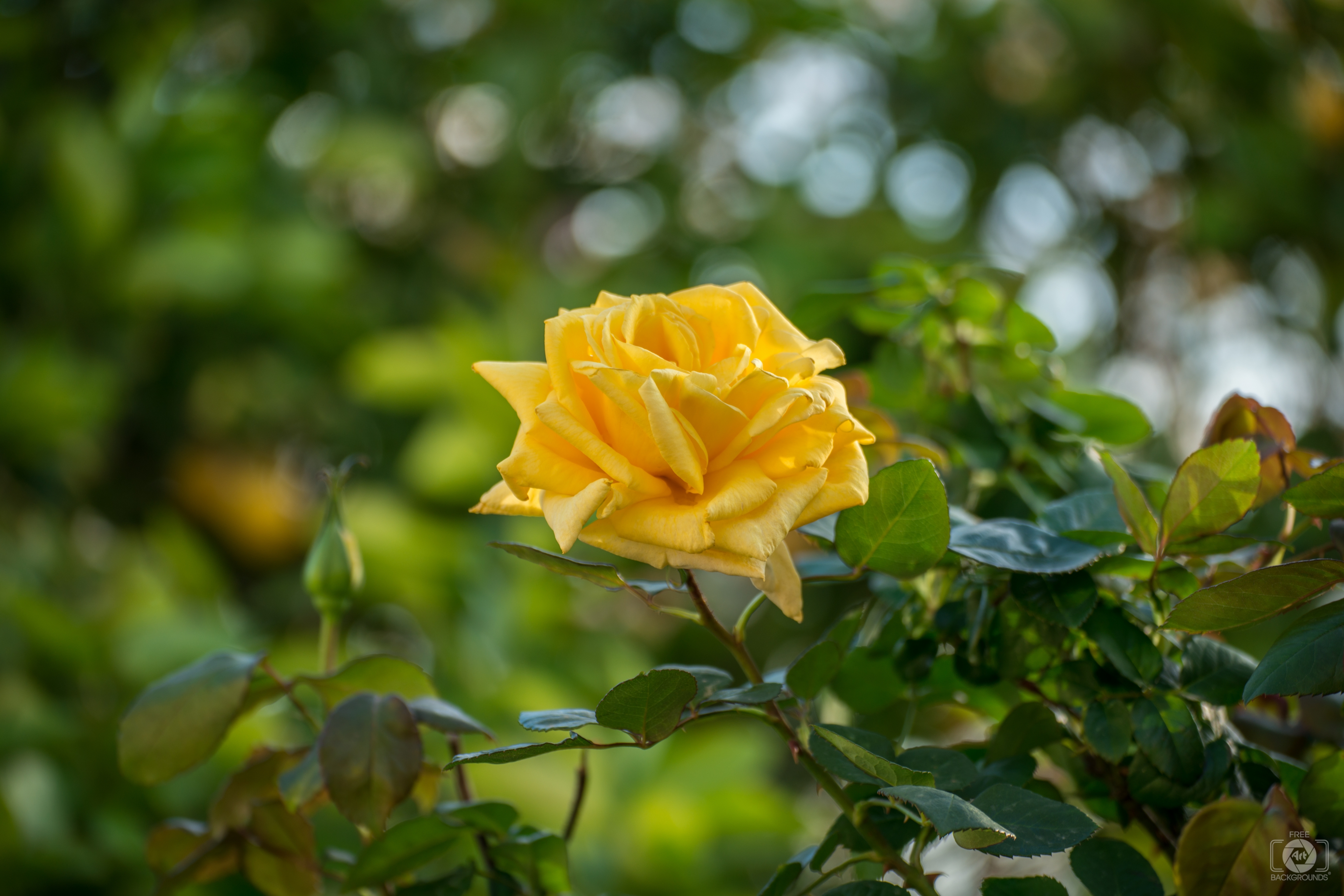 beautiful yellow rose wallpaper