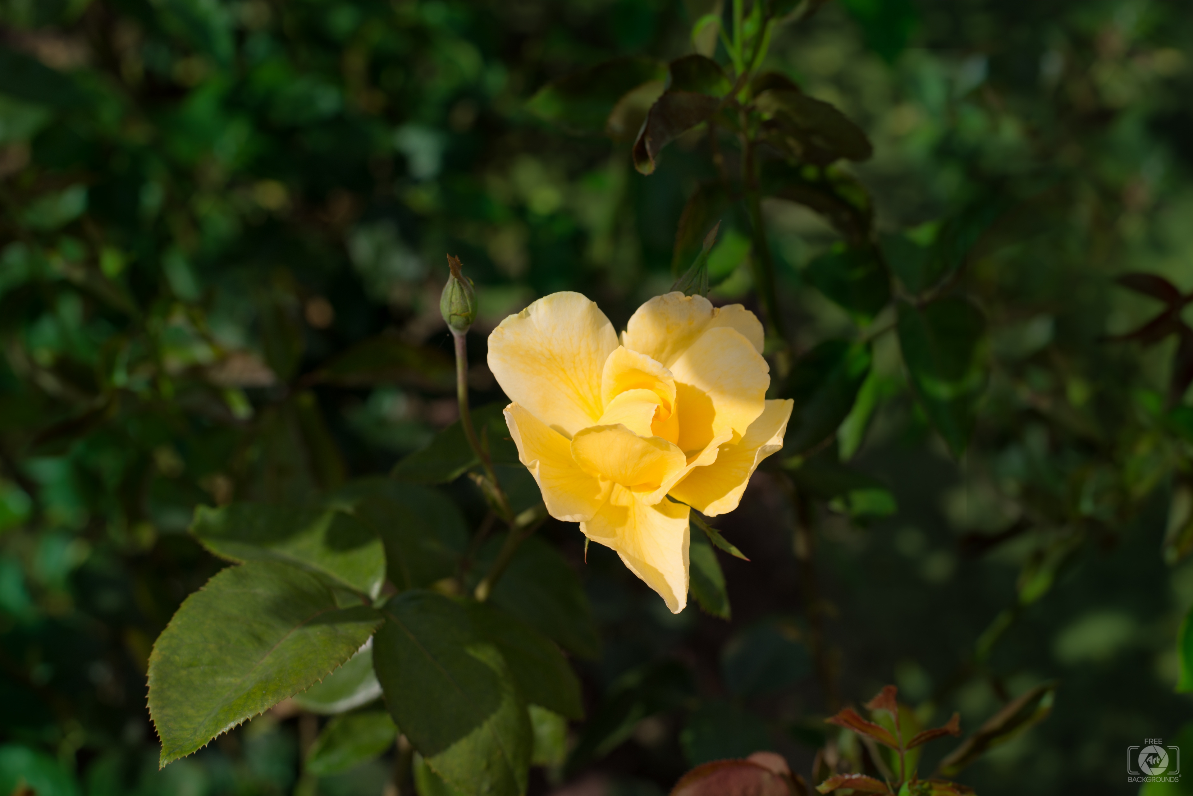 Beautiful Yellow Rose and Bud Background - High-quality Free Backgrounds