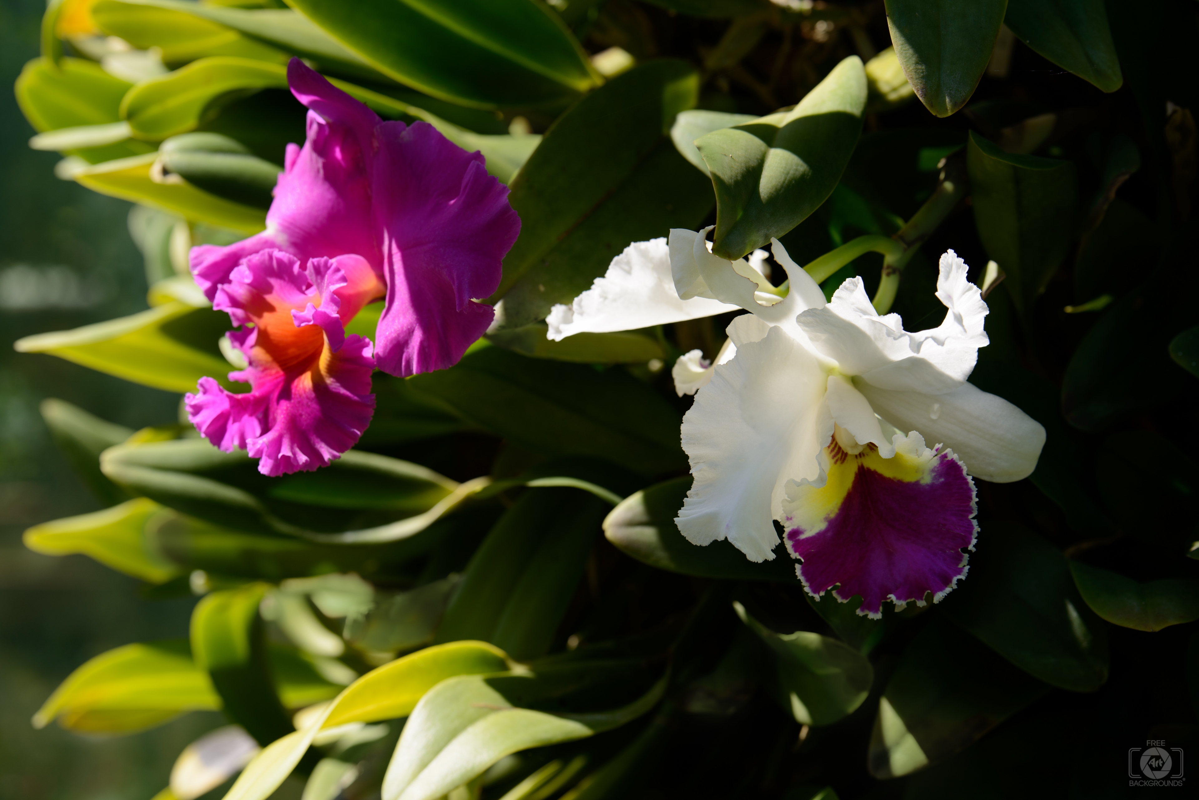 Cattleya Orchids Flower Background Highquality Free