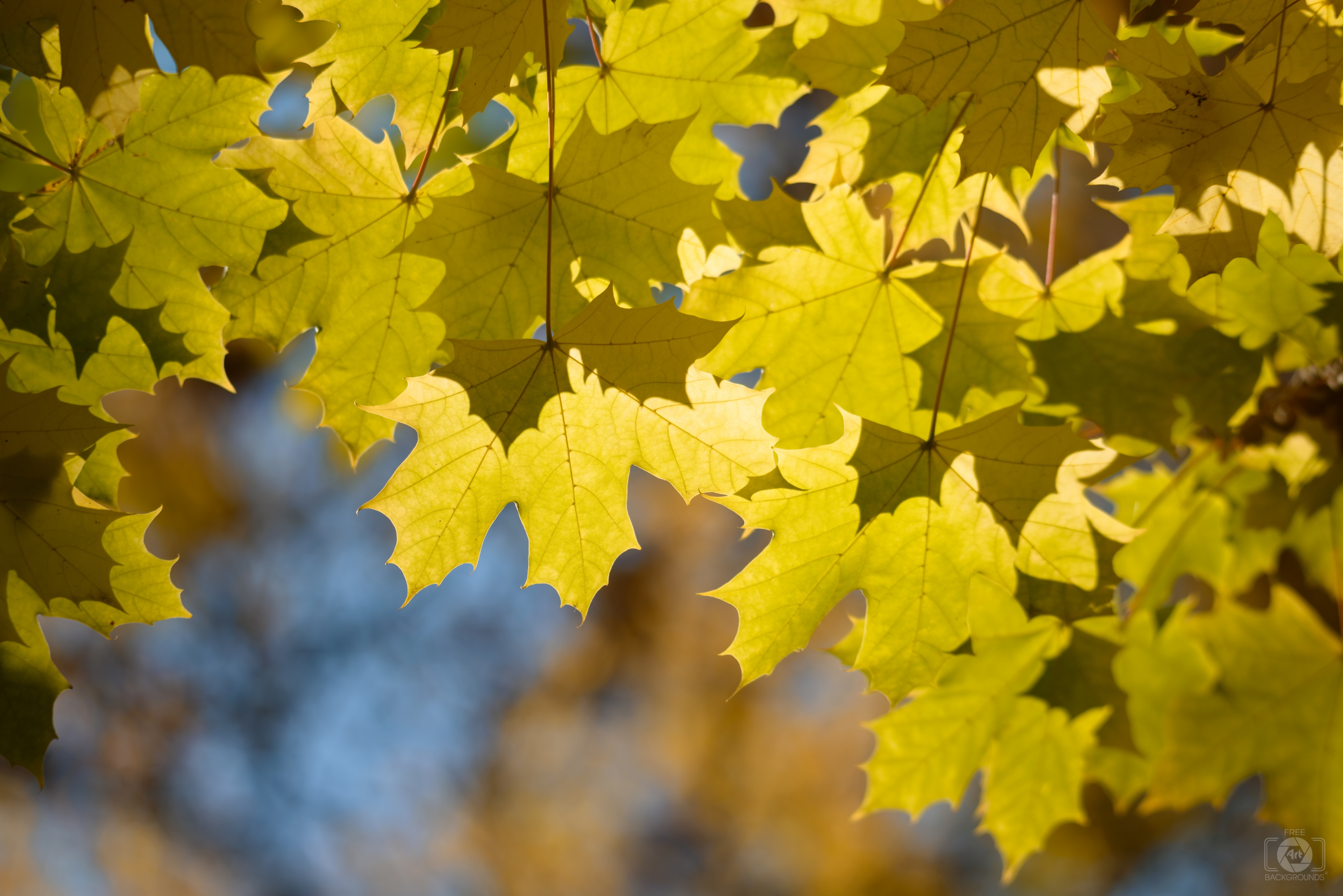 Fall Leaves Background - High-quality Free Backgrounds