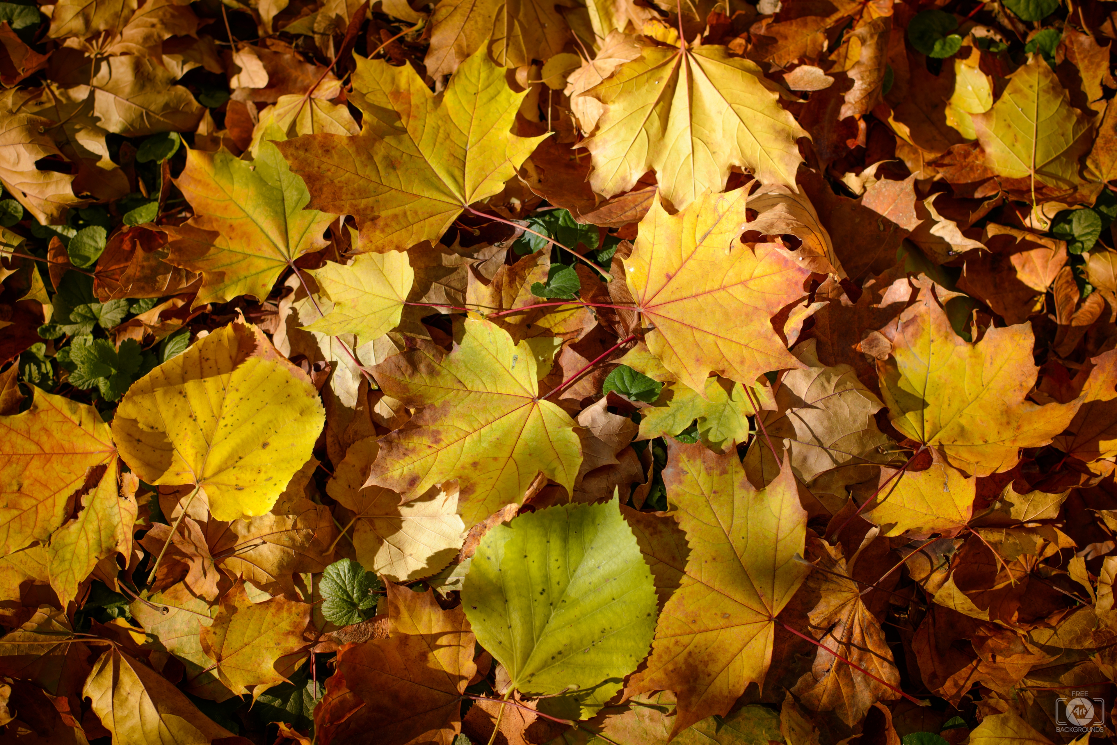 Fall Leaves on the Ground Background - High-quality Free Backgrounds