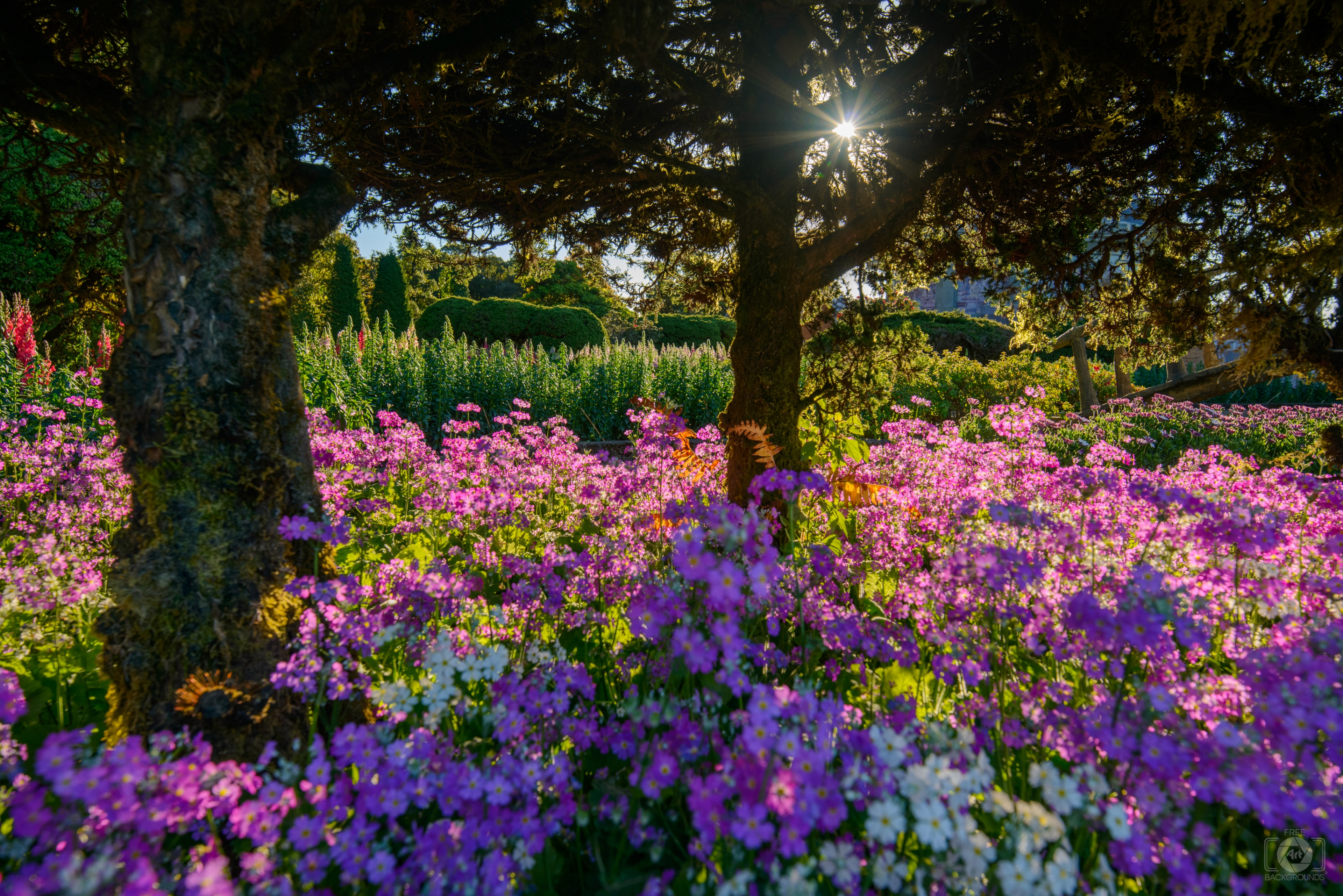 Flower Garden Background High Quality