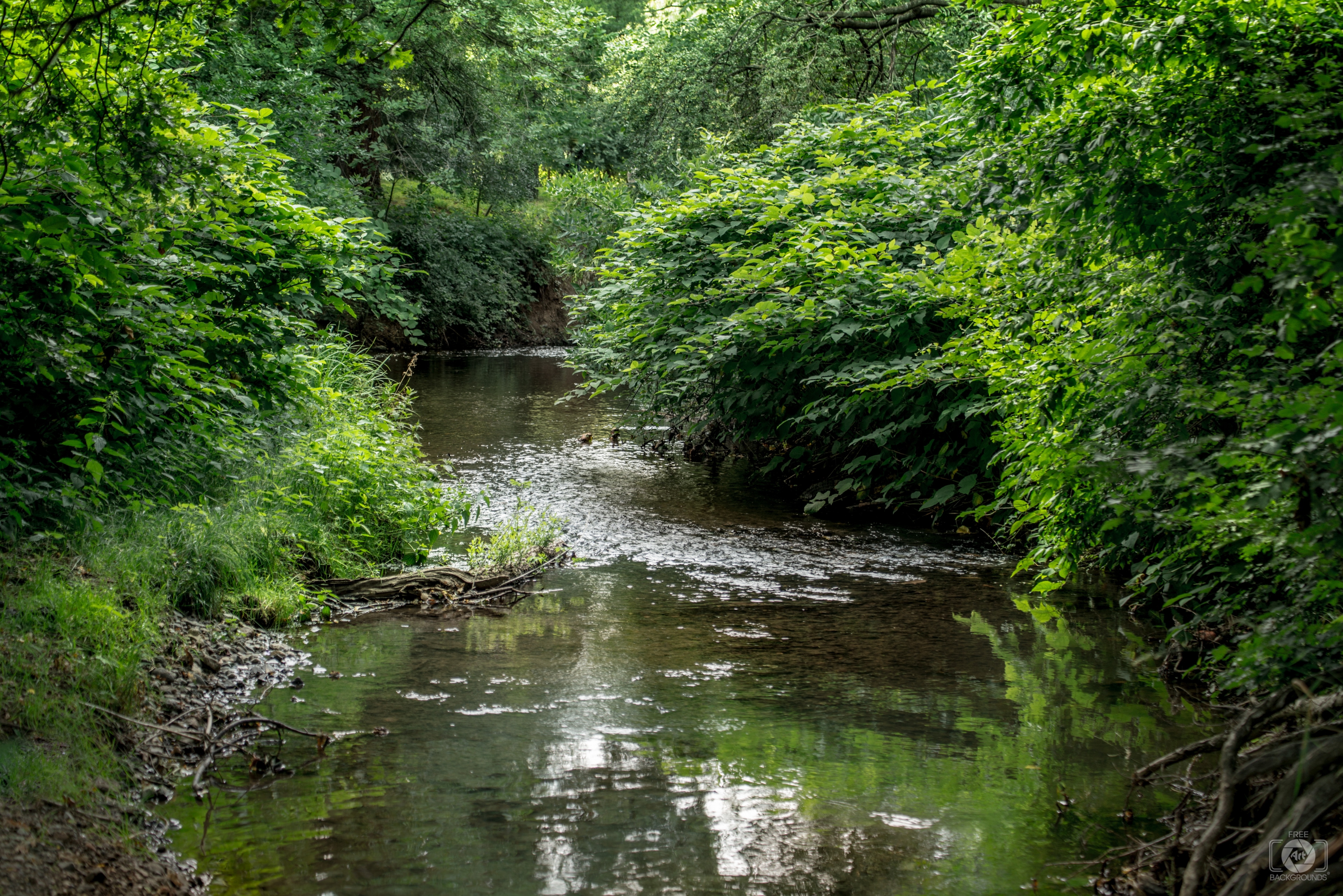 Forest River Background High Quality Free Backgrounds