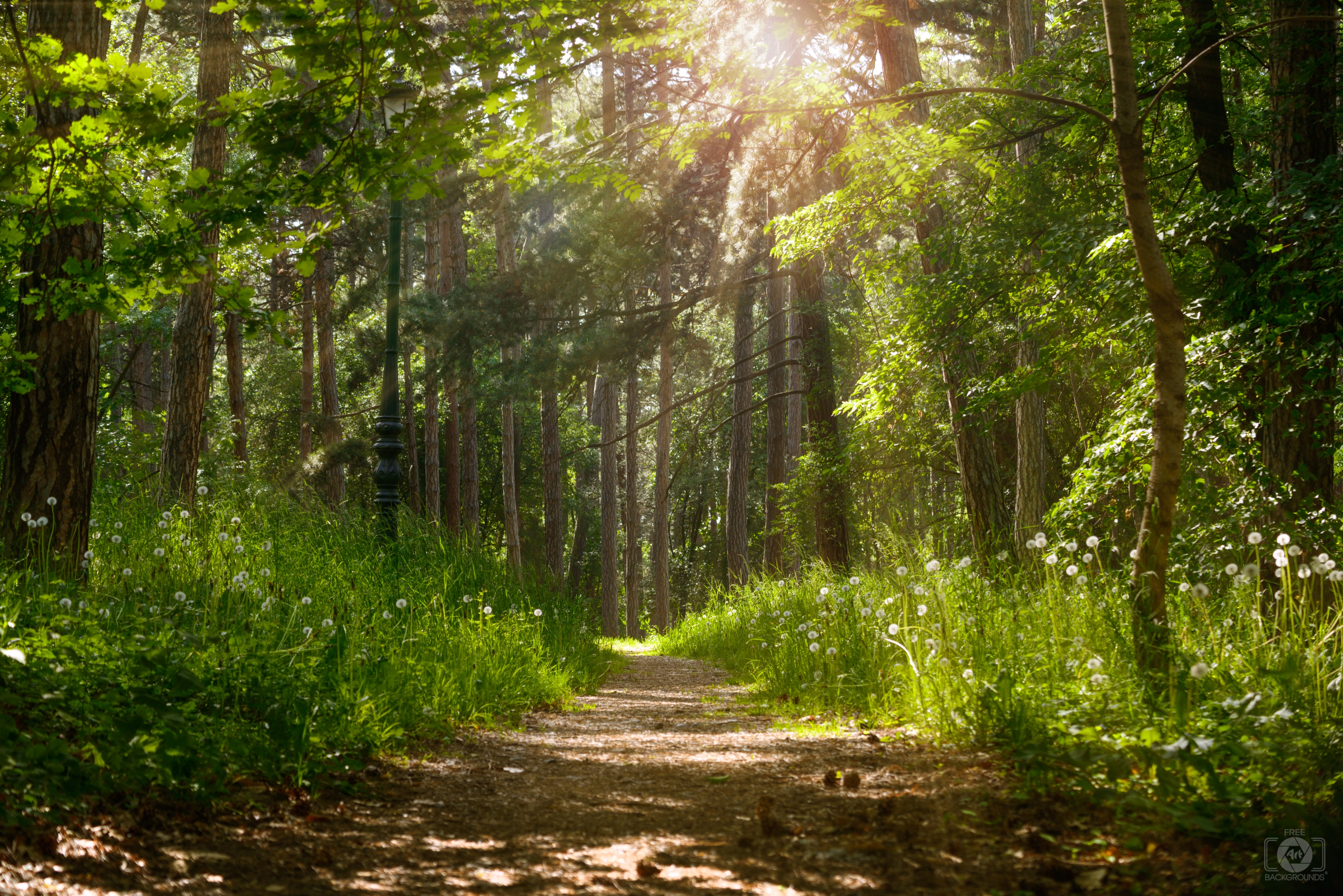 Forest Sunlight Background - High-quality Free Backgrounds