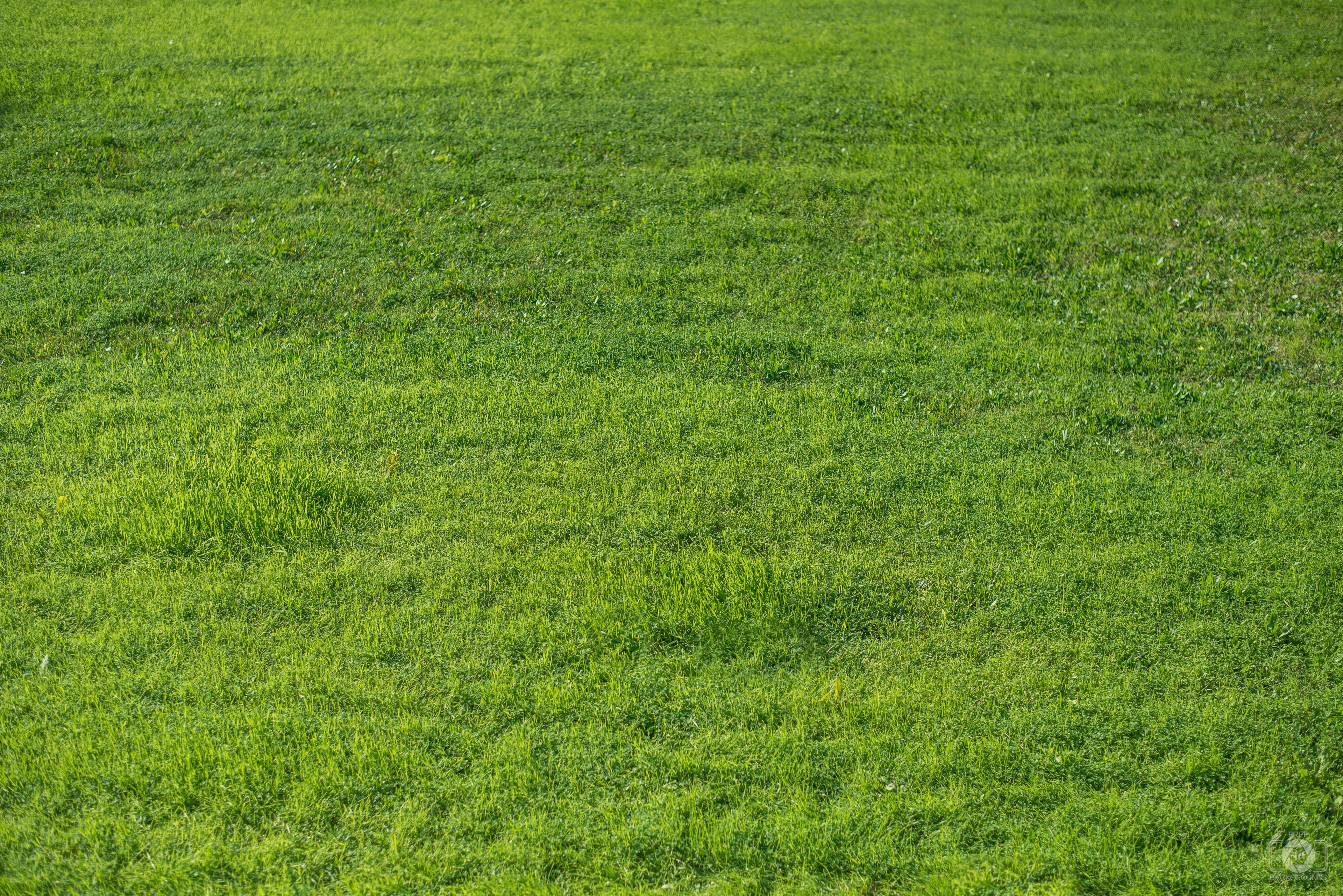 Green Grass Texture High Quality Free Backgrounds 