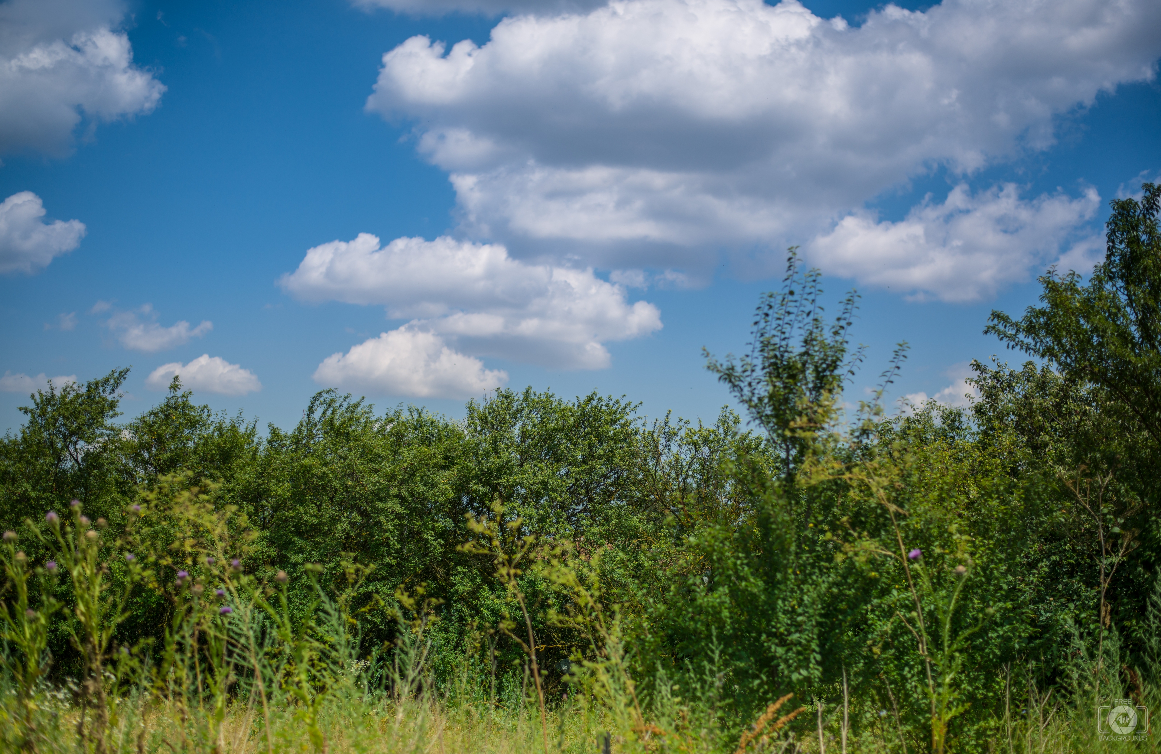 Amazing Trees background sky Images for your nature projects