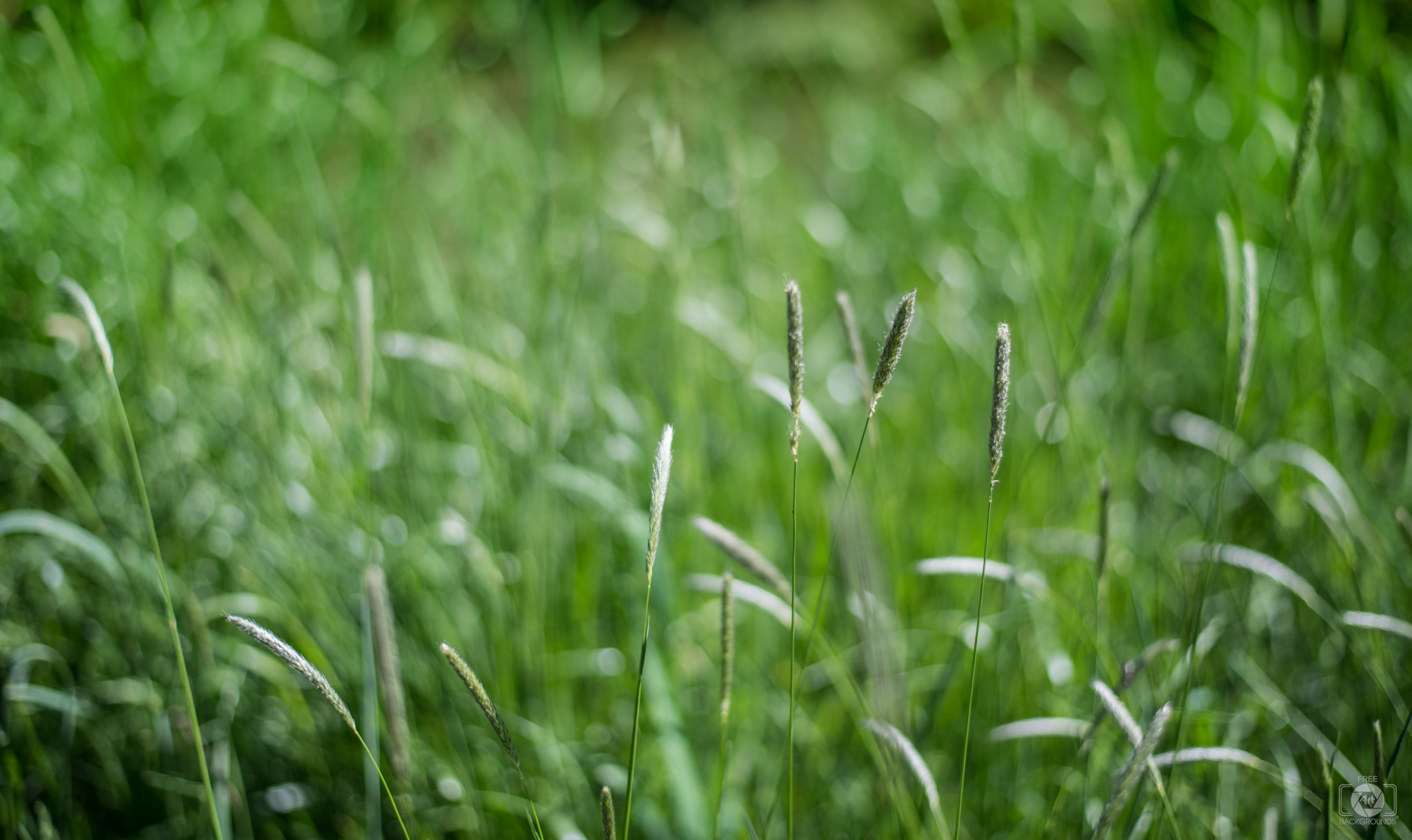Green Wild Grass Background - High-quality Free Backgrounds
