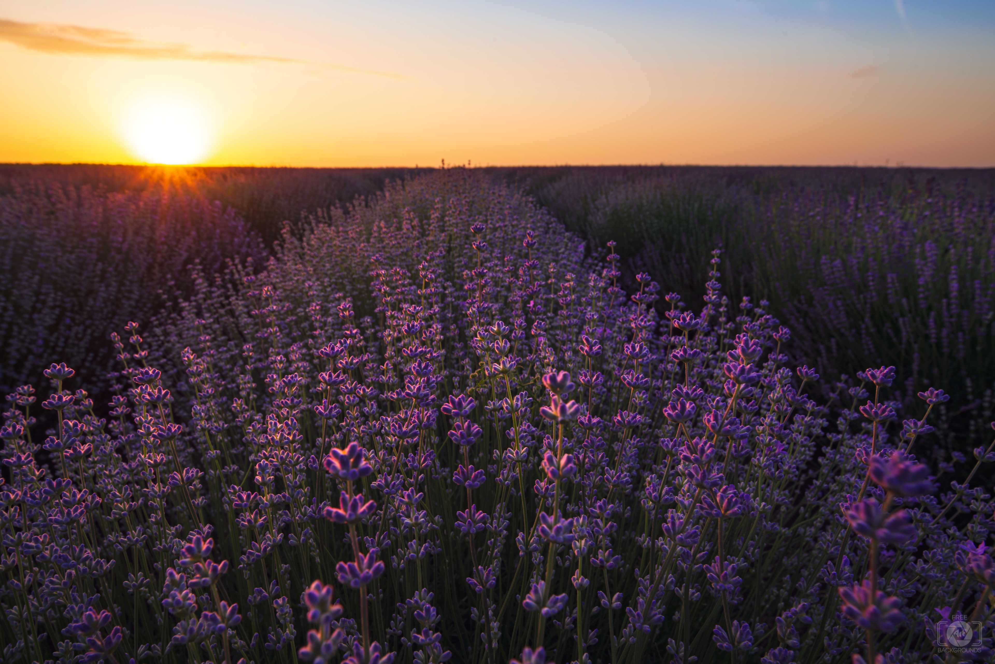 lilac field wallpaper