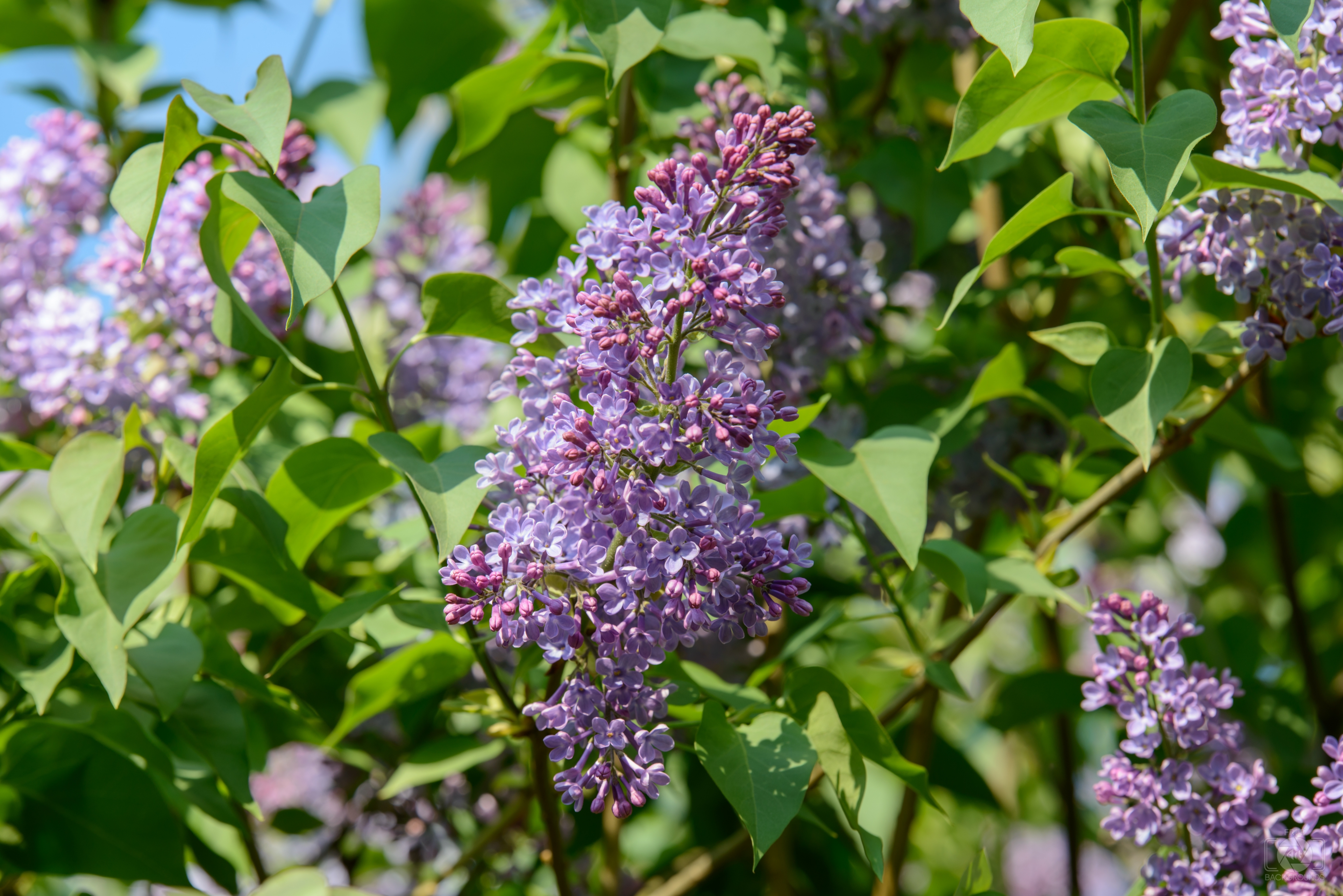 Lilac Blooms Background - High-quality Free Backgrounds