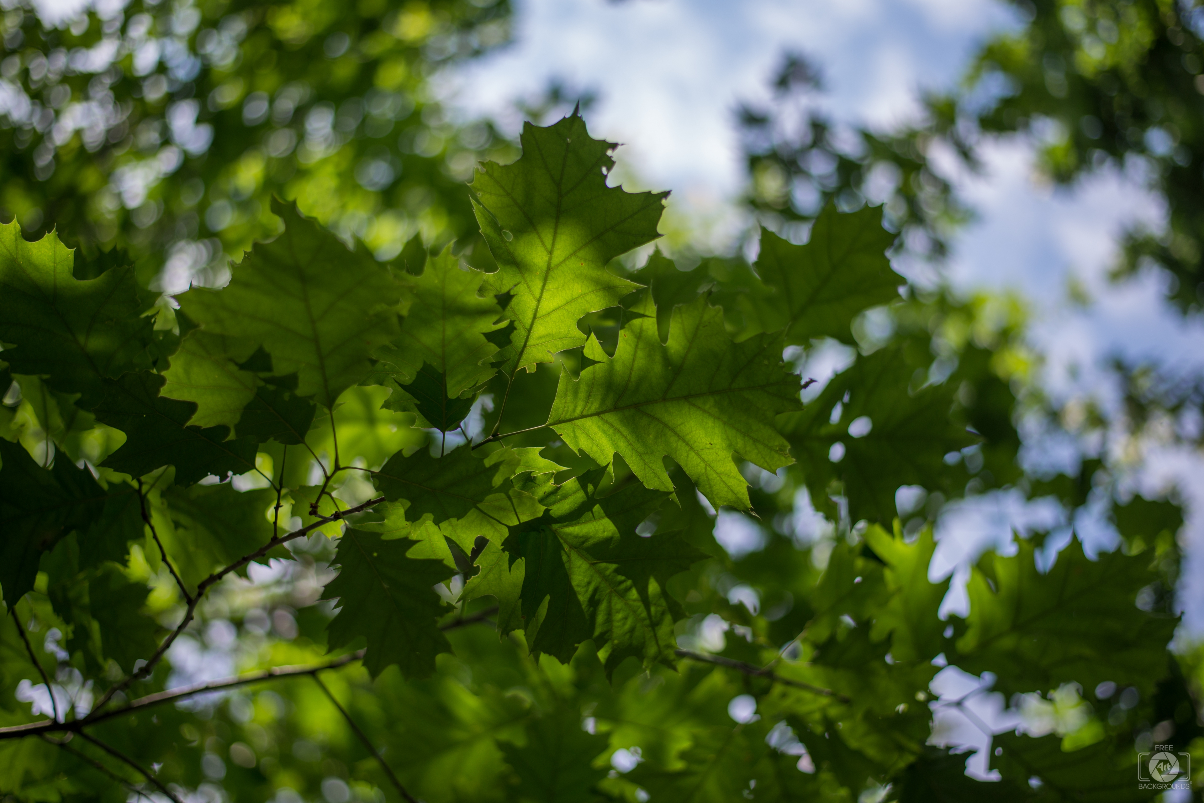 Natural Green Tree Branch Background - High-quality Free Backgrounds