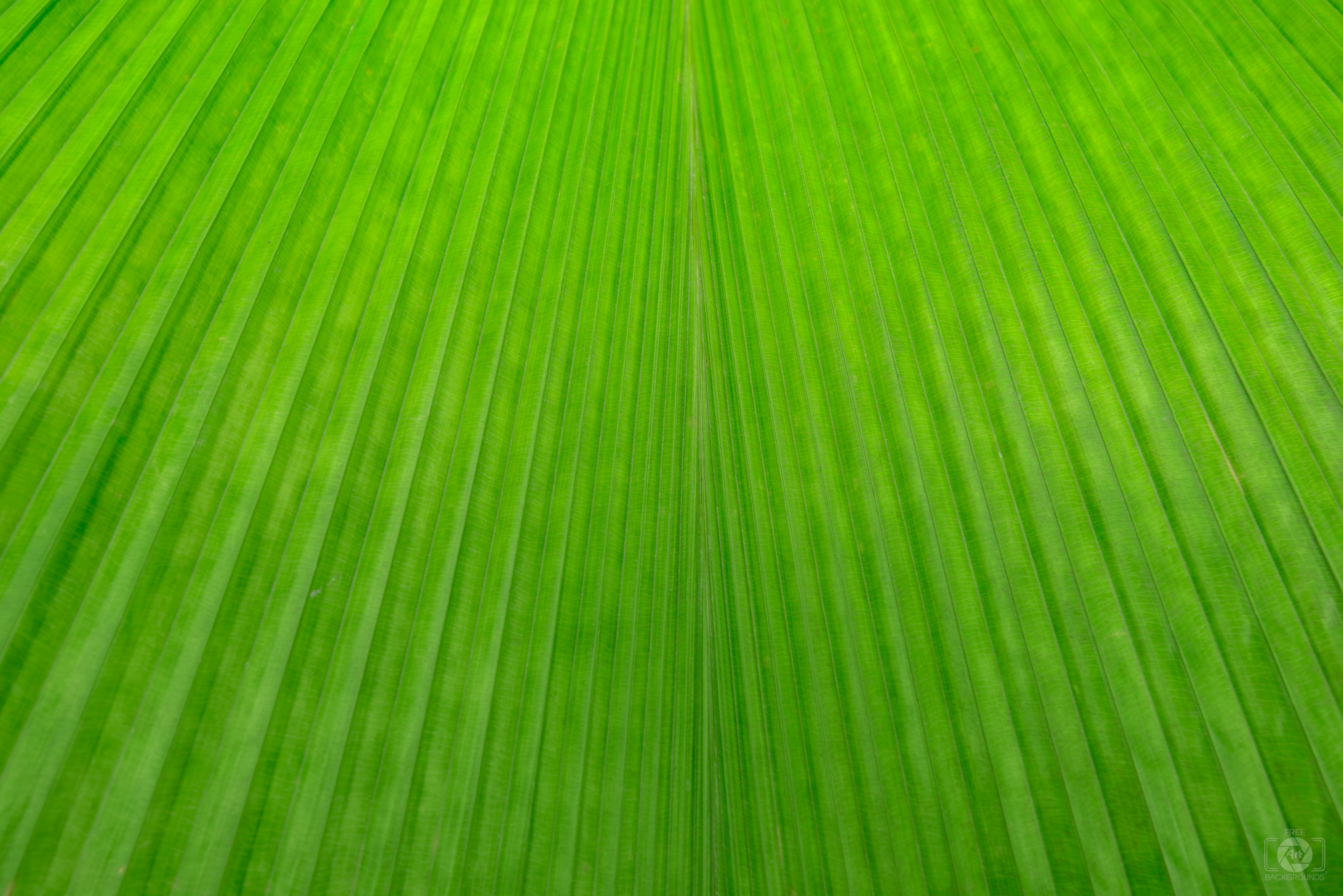 Palm Leaf Texture - High-quality Free Backgrounds