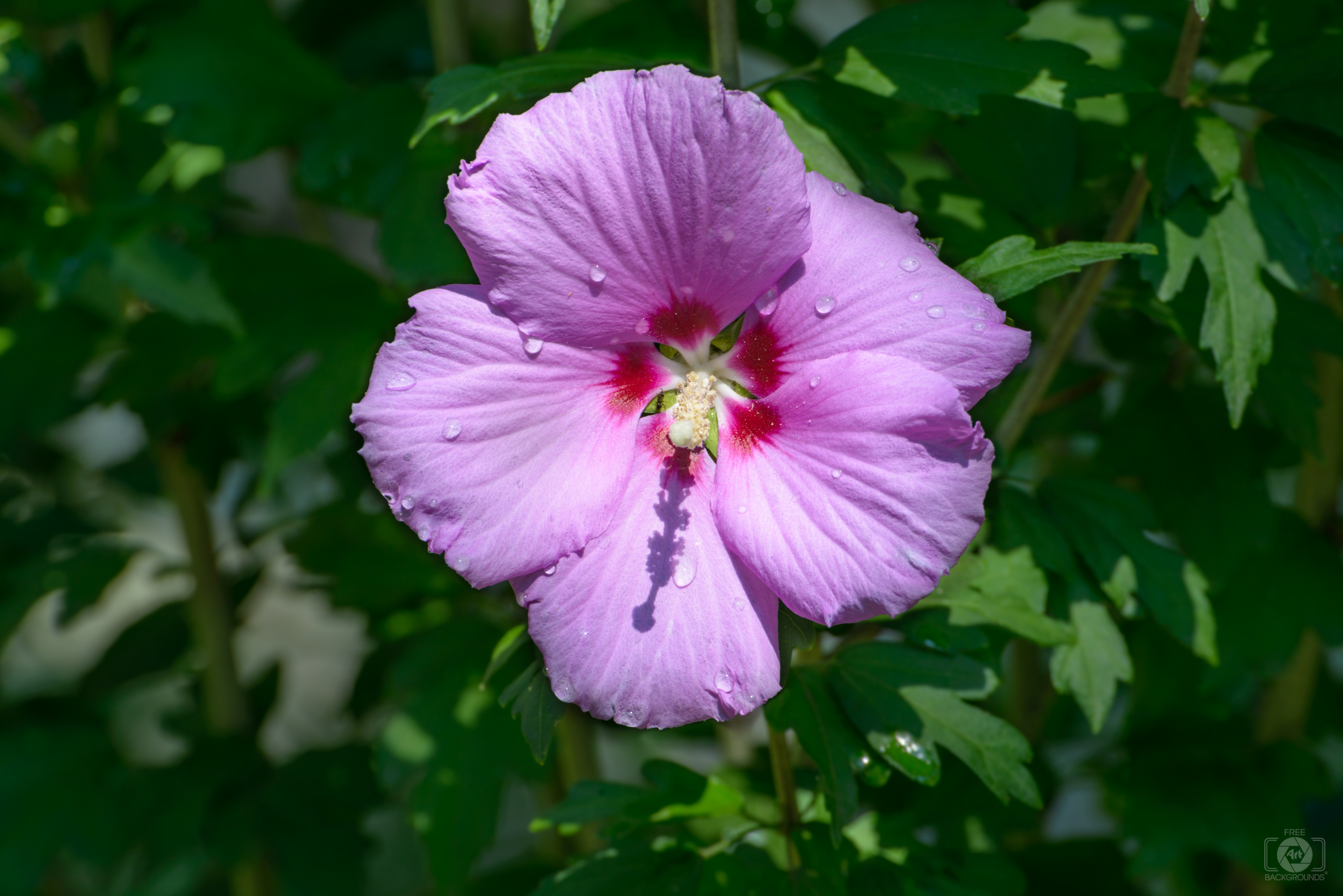 Pink Hibiscus Flower Background