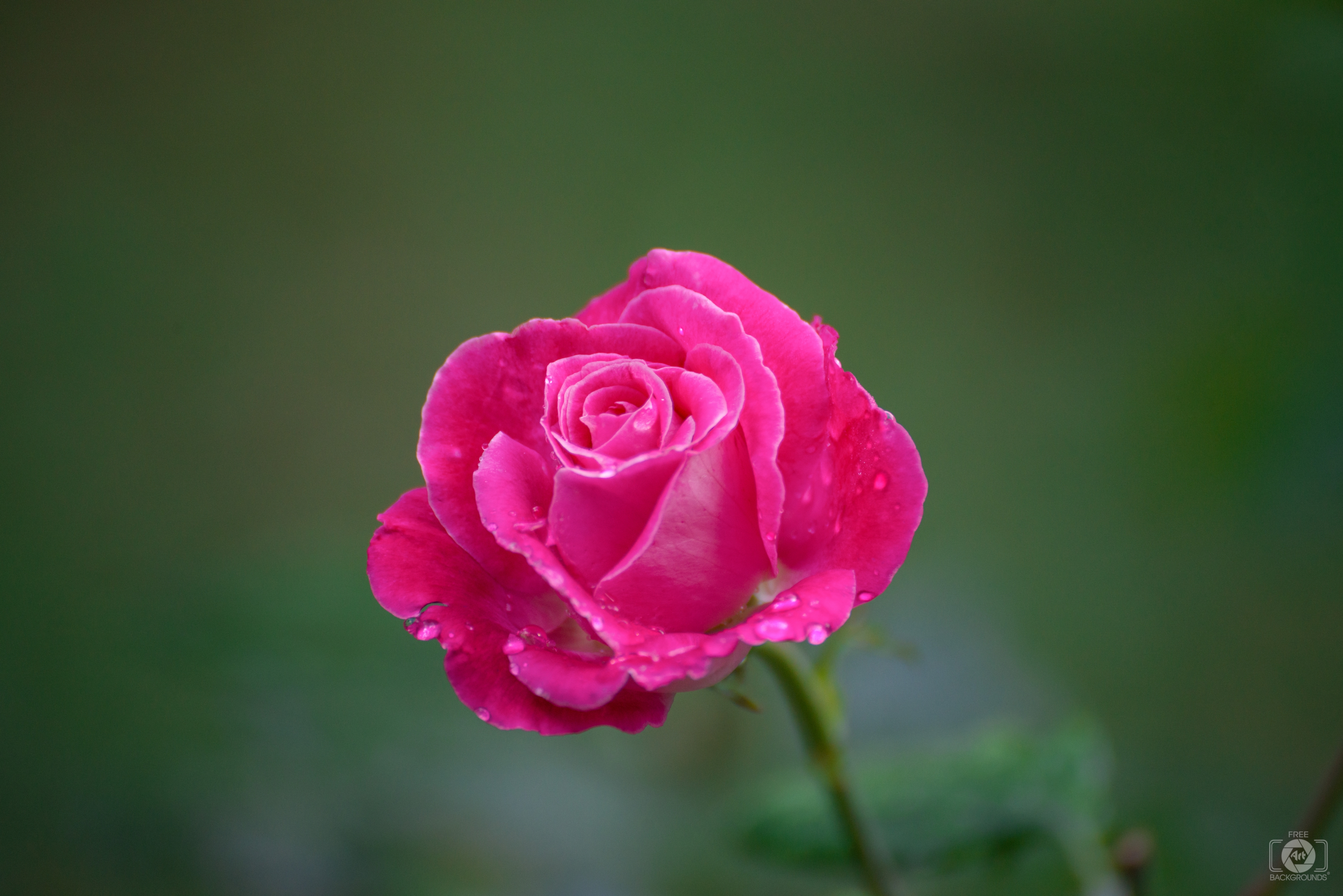 Pink Rose Background High Quality Free Backgrounds