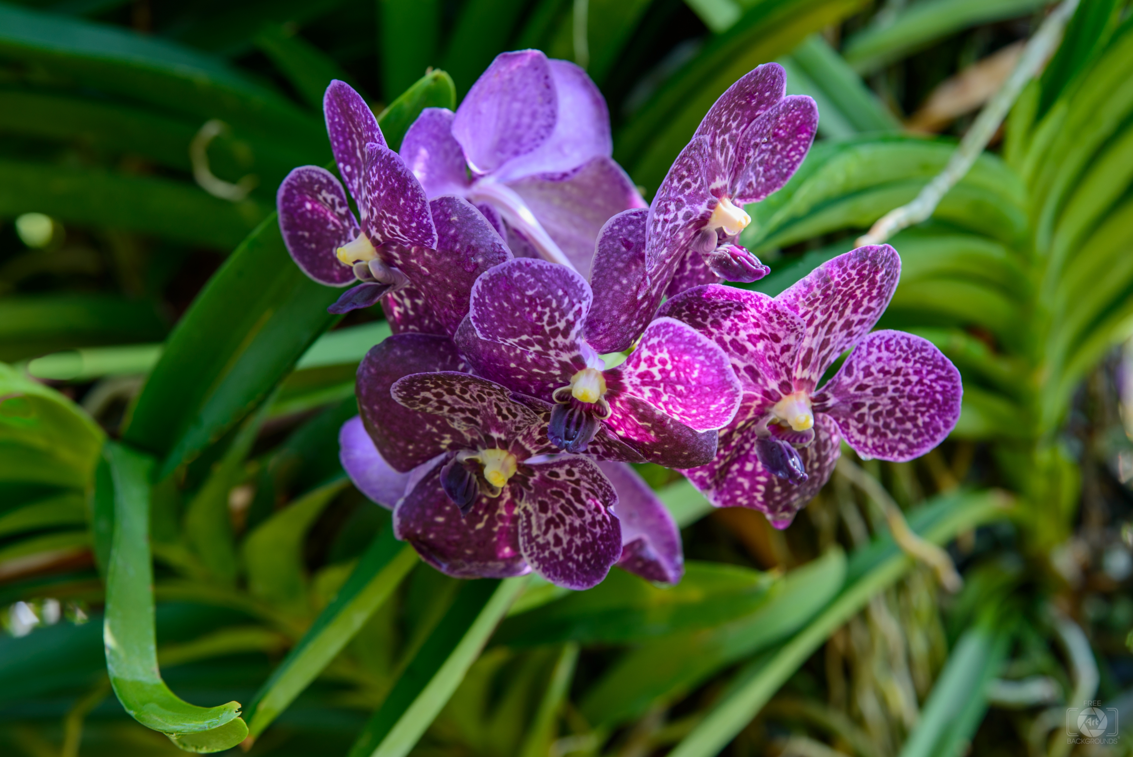 Purple Orchid Flower Background - High-quality Free Backgrounds