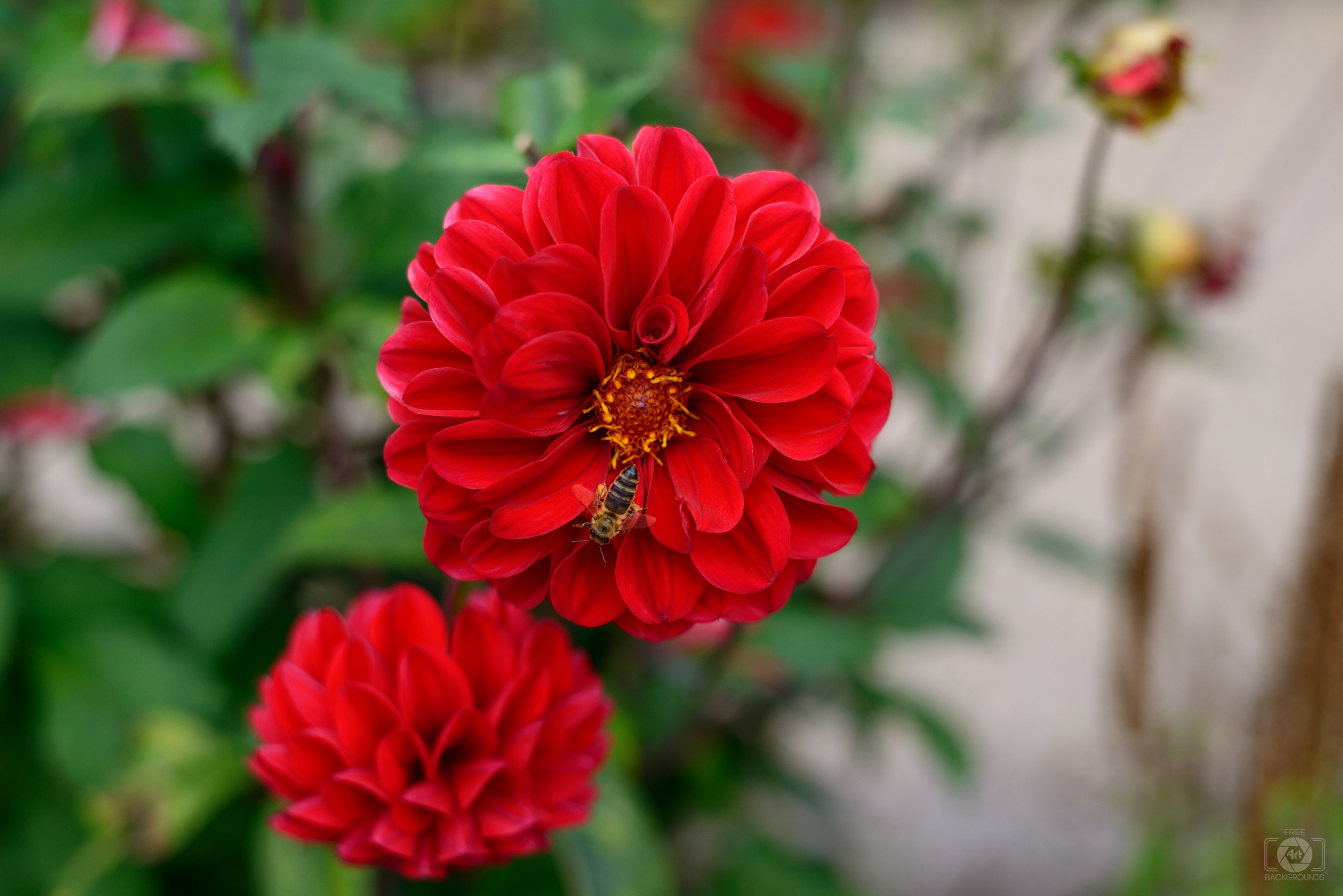 Red Flower With Bee Background High Quality Free Backgrounds