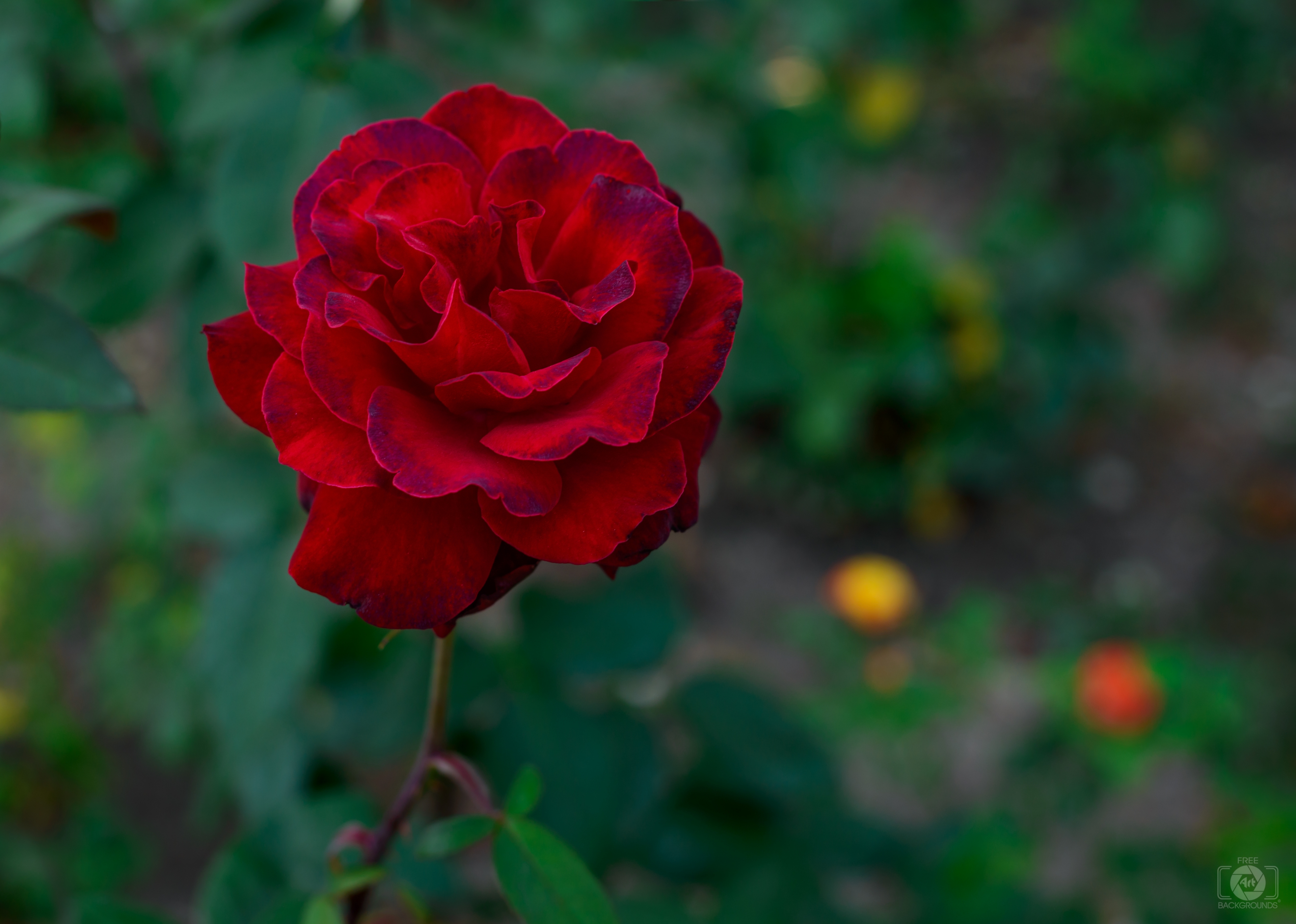 Red Rose Background - High-quality Free Backgrounds