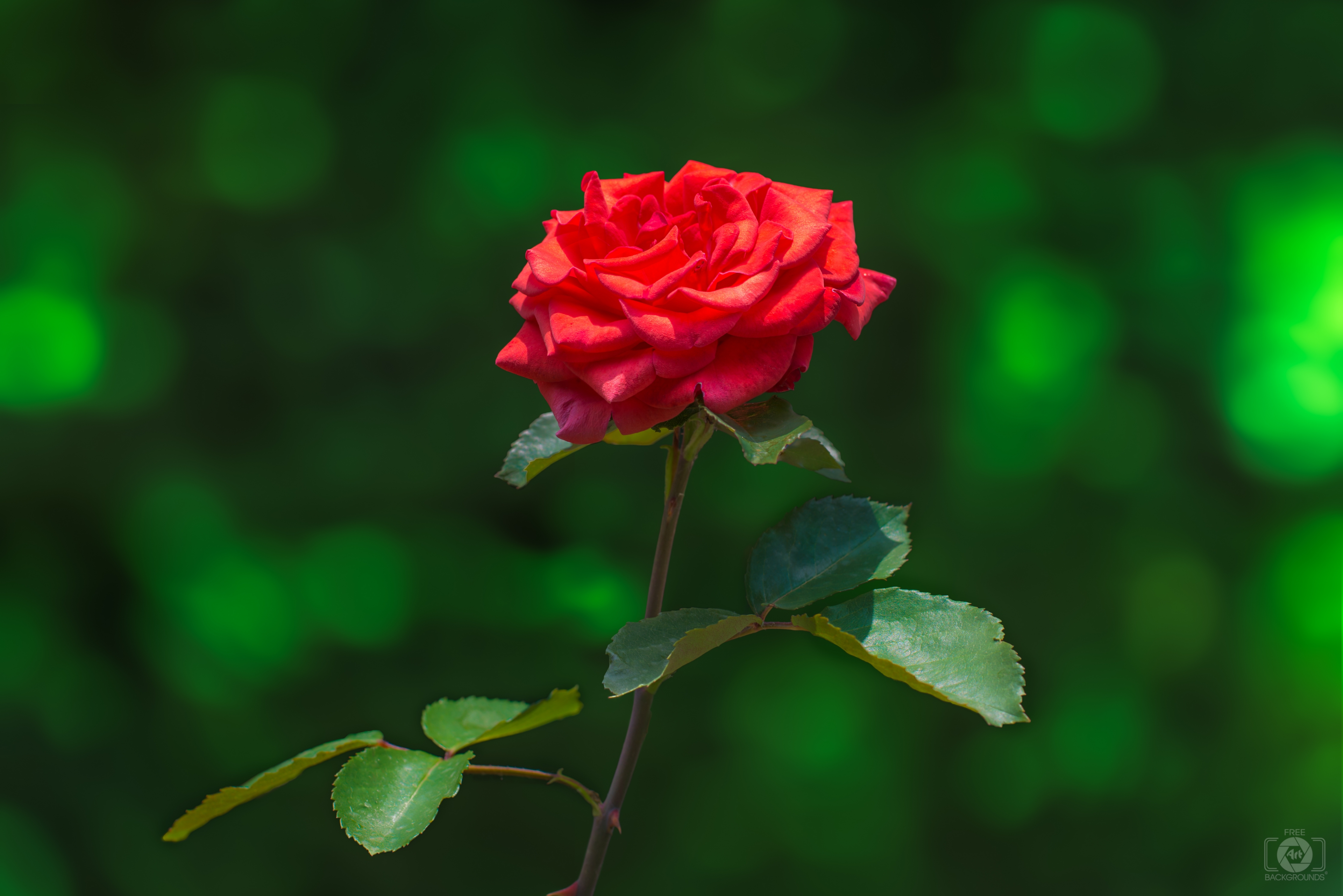 Hãy cùng nhau thưởng thức sự tinh tế và yêu kiều của những bông hoa hồng đỏ tươi sáng hoàn hảo trong từng khung hình.