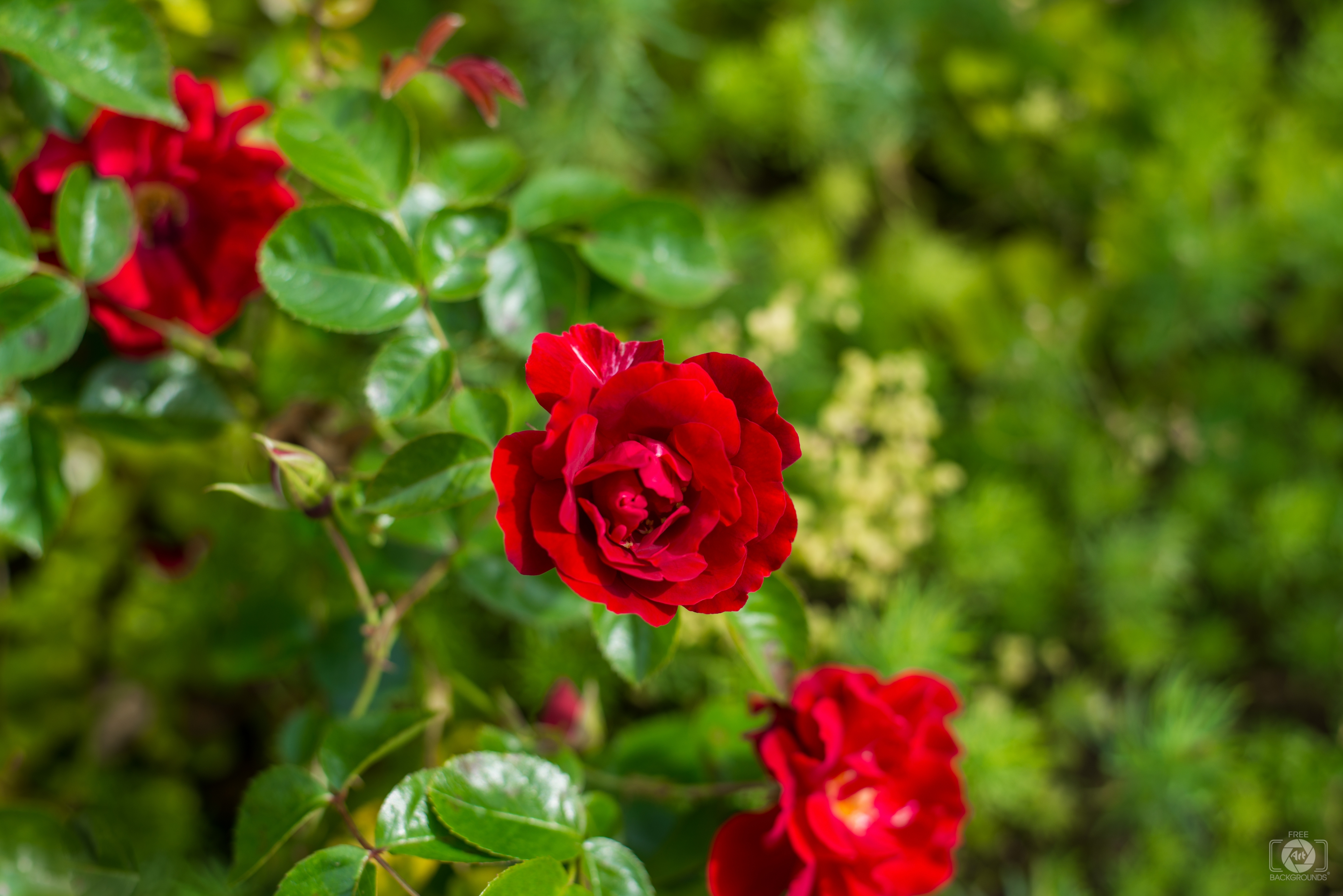 Hình ảnh nền xanh lá cây và hoa hồng sẽ đem đến cho bạn cảm giác tươi mới và sáng tạo. Bạn sẽ bị cuốn hút bởi nét đẹp tinh tế của hoa hồng và sự tươi mới của màu xanh lá cây tươi sáng. Hãy tới ngay và tận hưởng những khoảnh khắc thật đặc biệt!