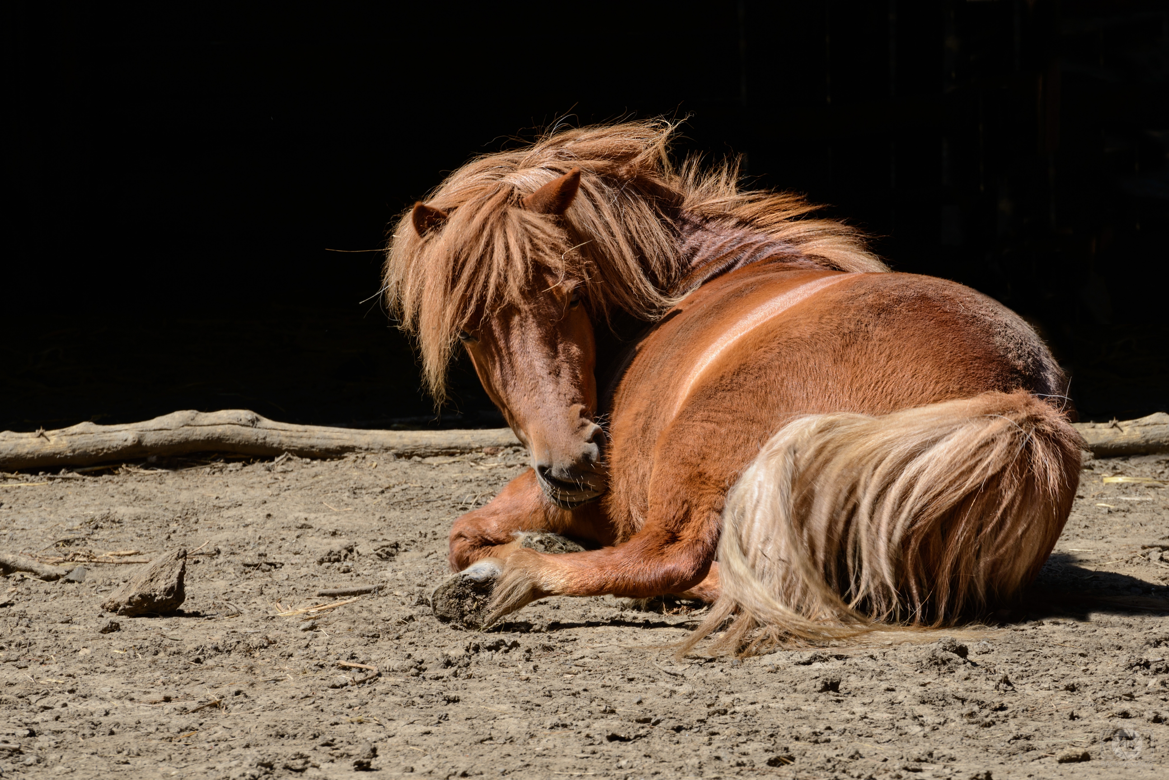 Sitting Chestnut Horse Background High Quality Free Backgrounds Images, Photos, Reviews