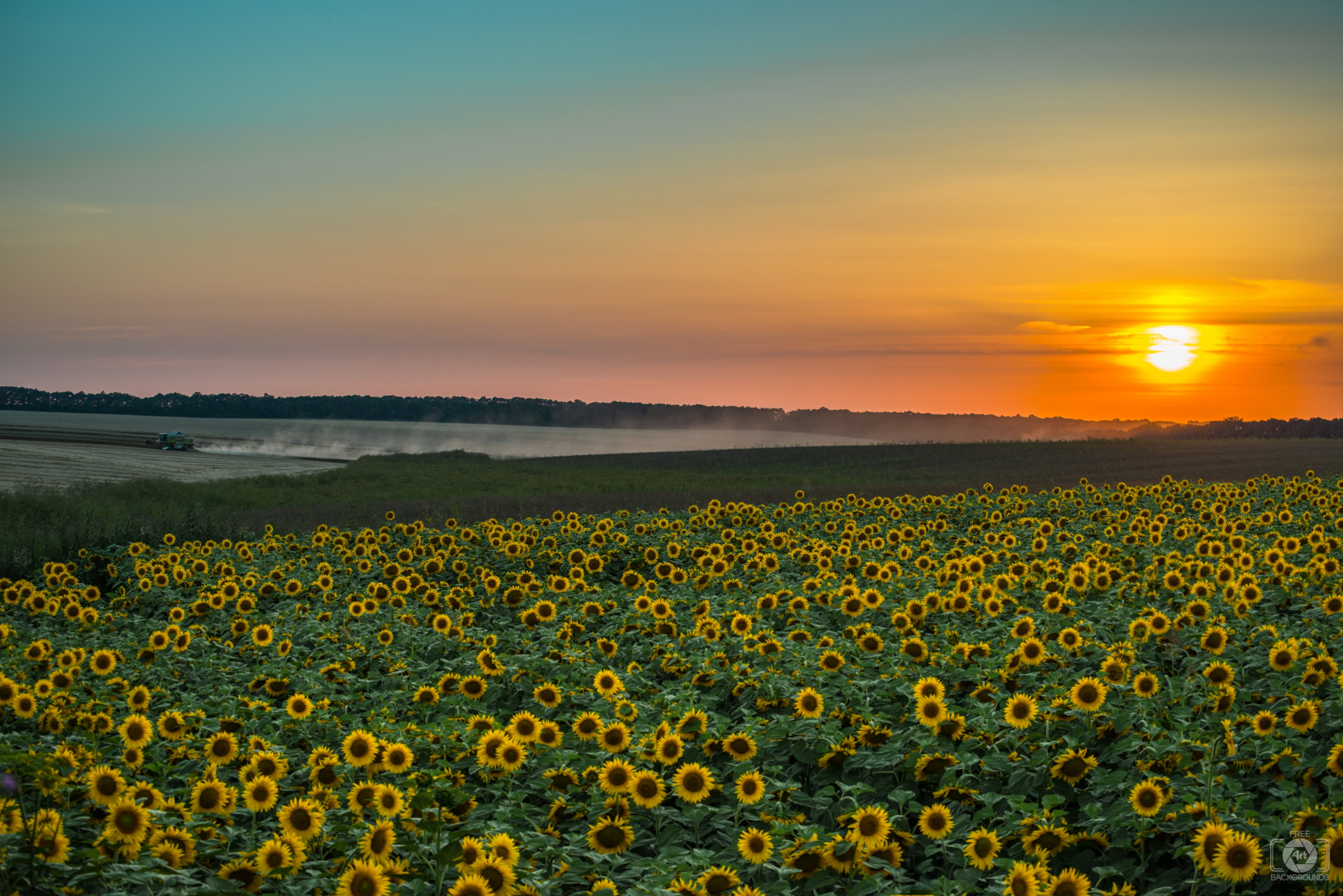 Sunflowers at Sunset Background - High-quality Free ...