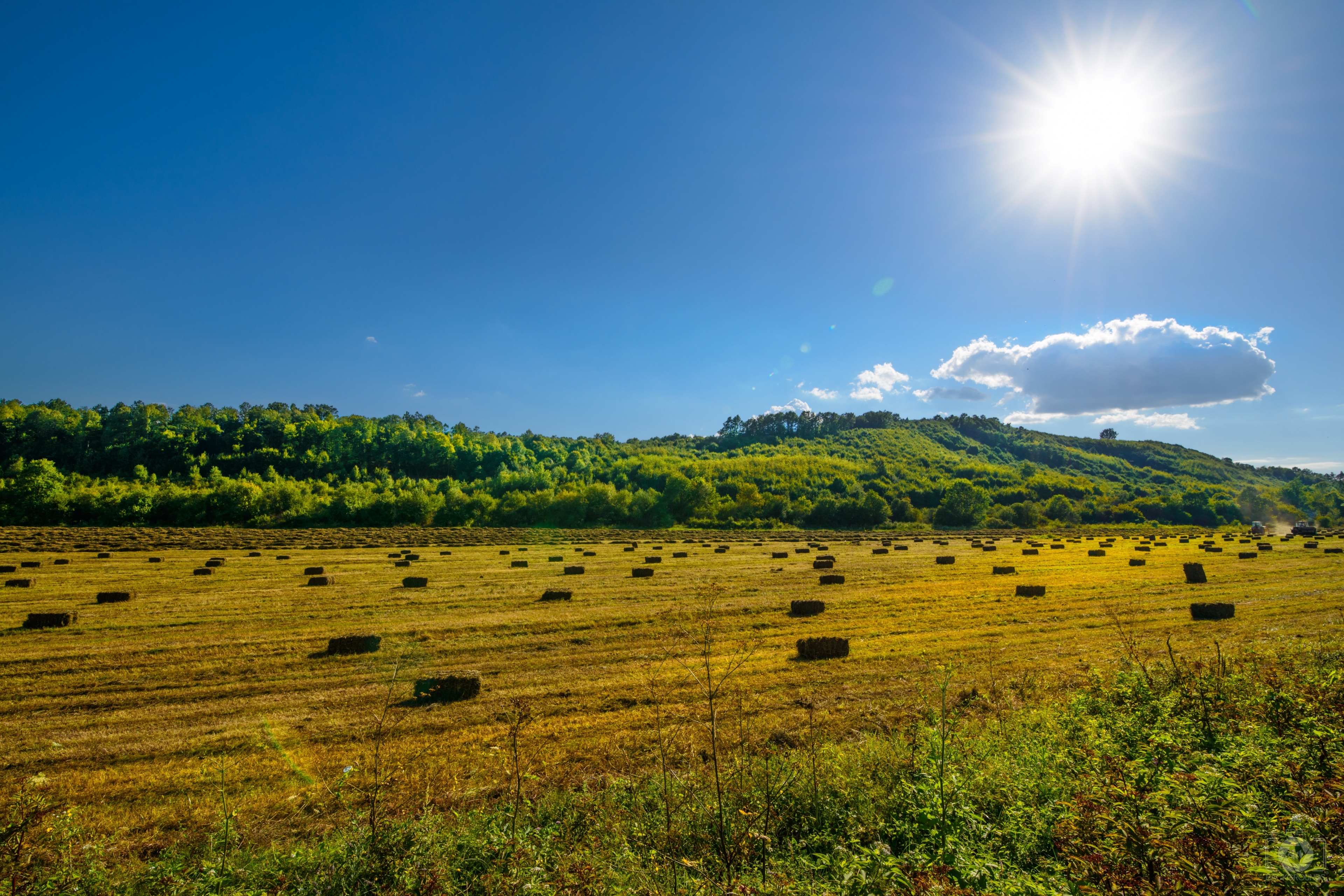 sunny field background