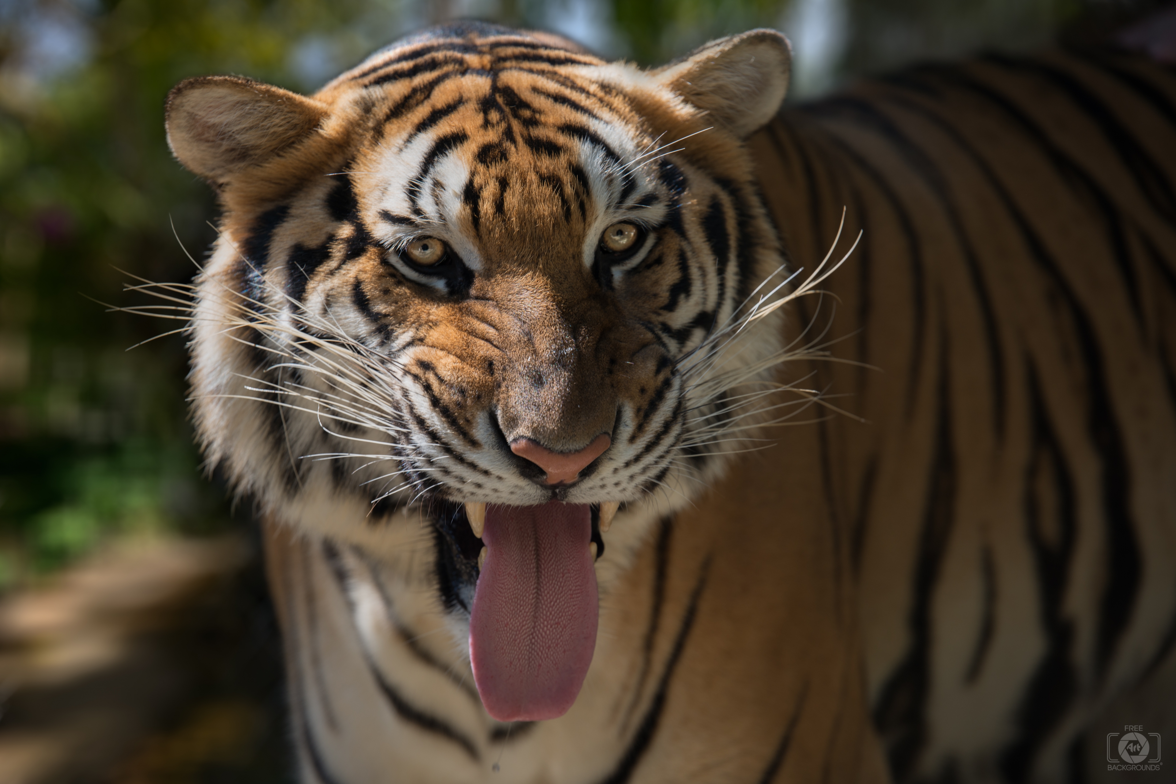 Bengal Tiger Background - High-quality Free Backgrounds