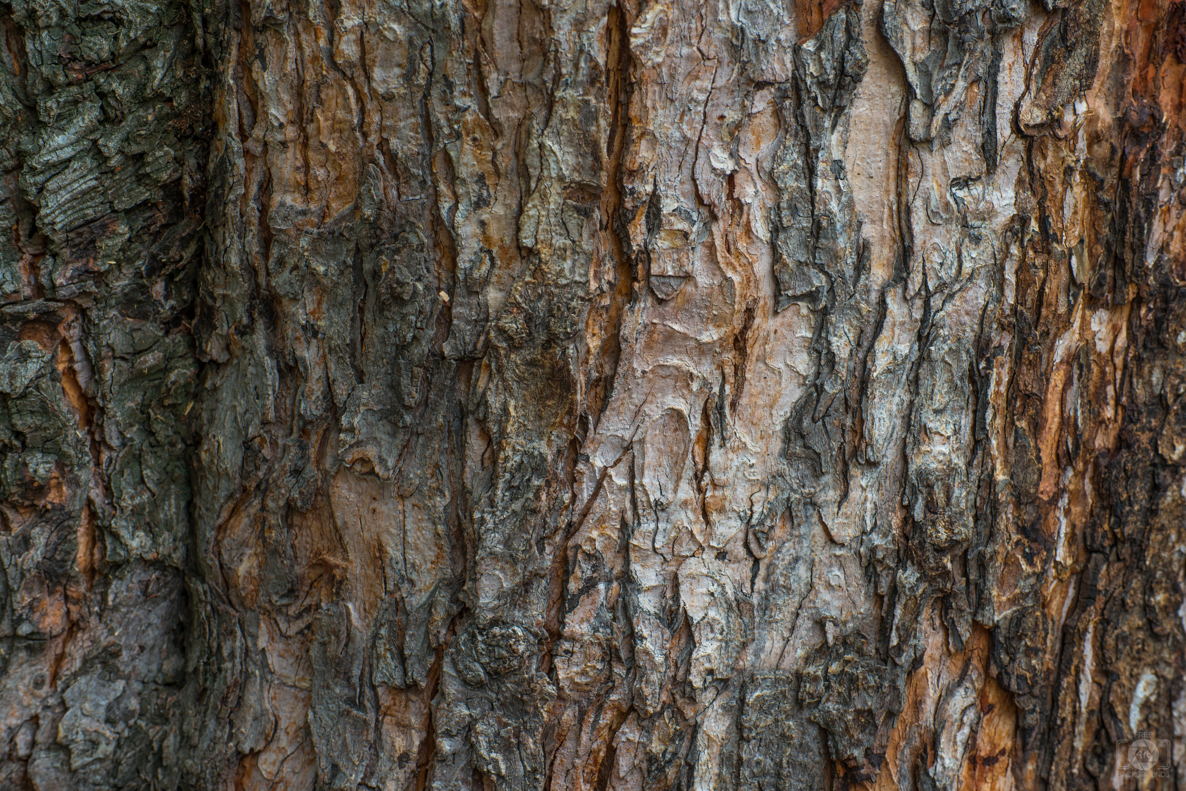 Free image of tree bark background