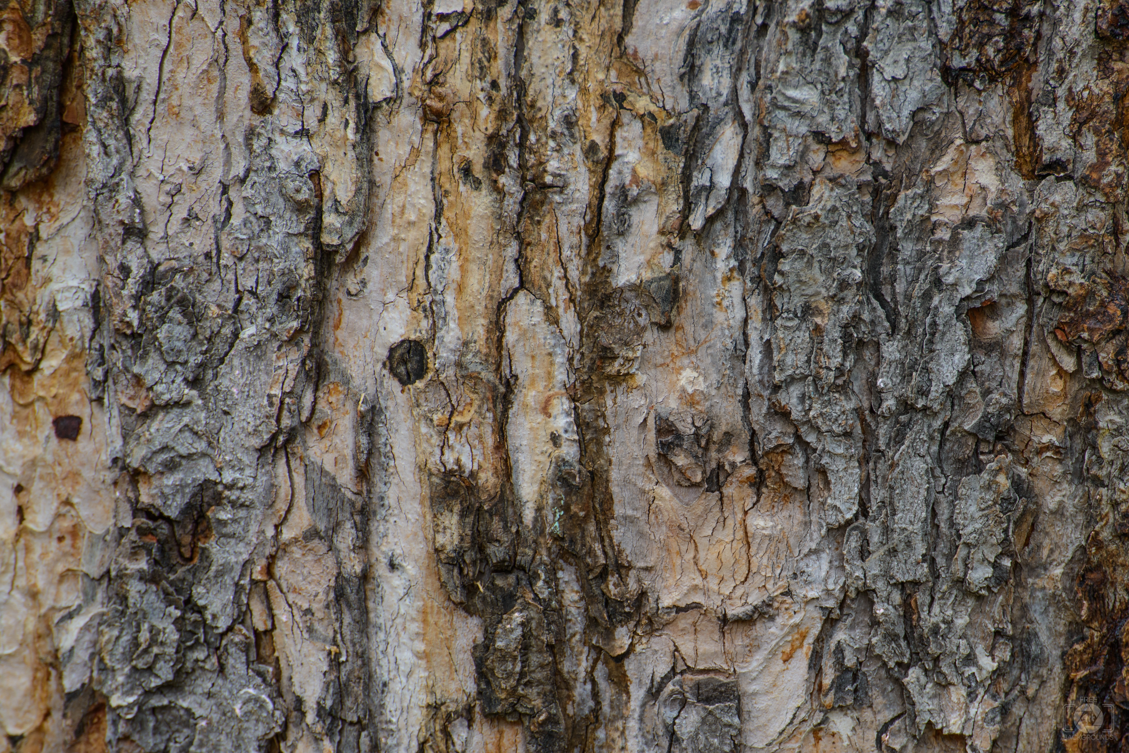 Tree Bark Background - High-quality Free Backgrounds