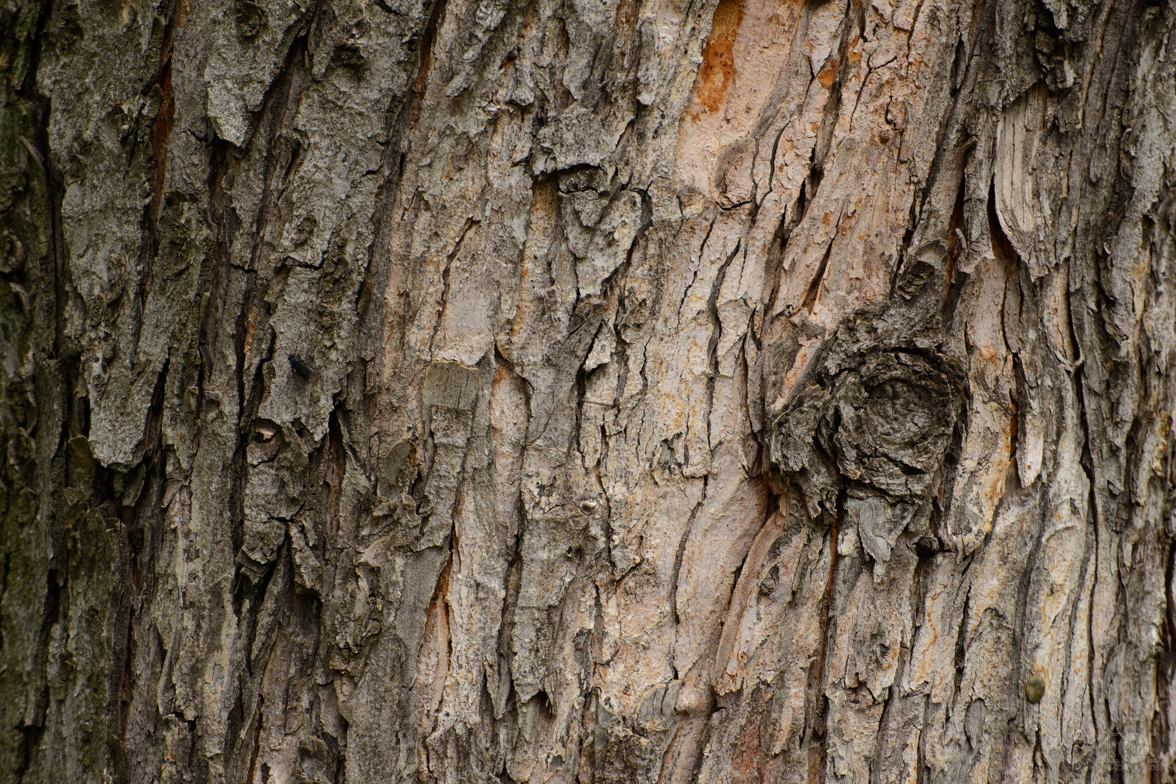 Tree Bark Texture by Bentley Davis