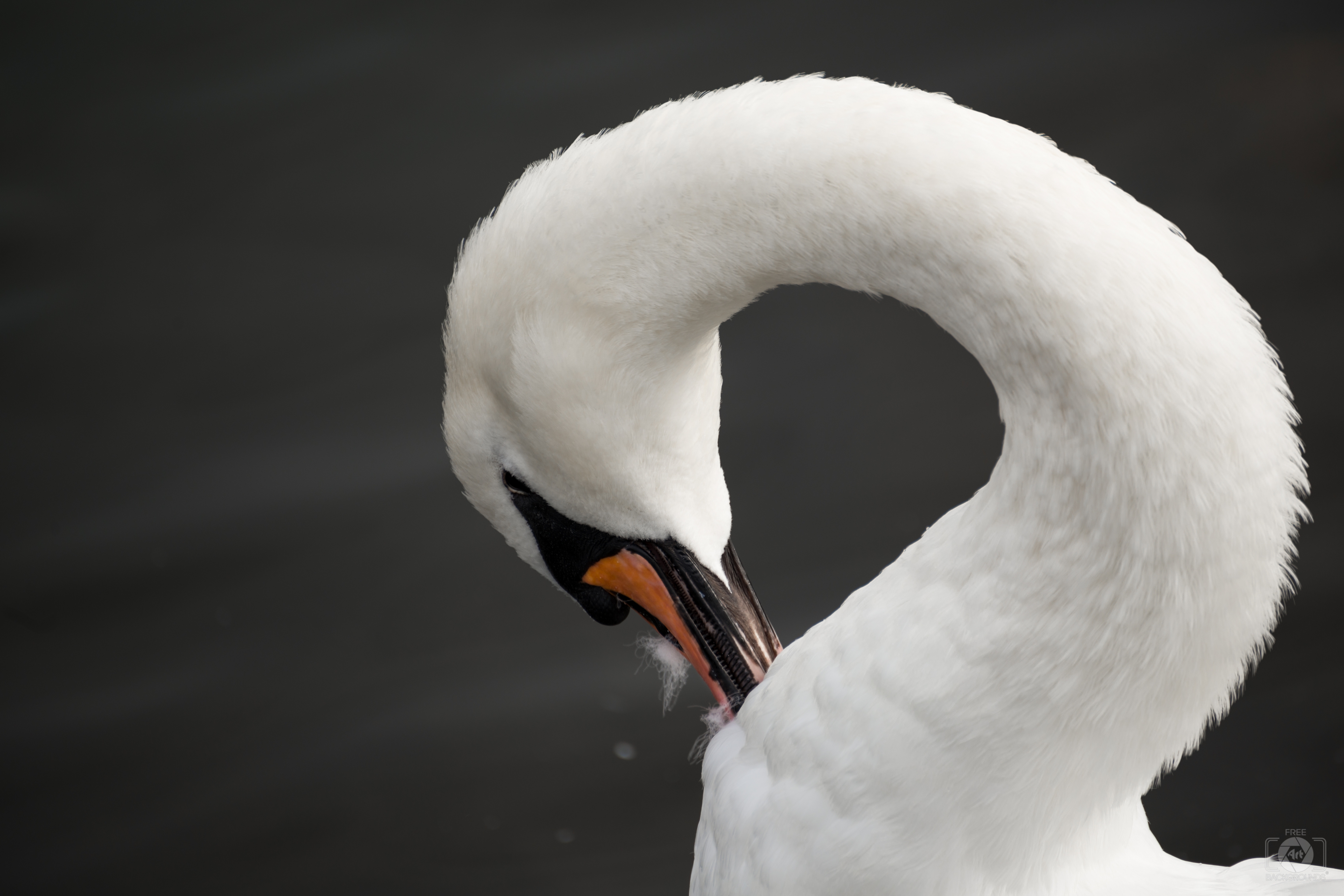 White Swan Background - High-quality Free Backgrounds