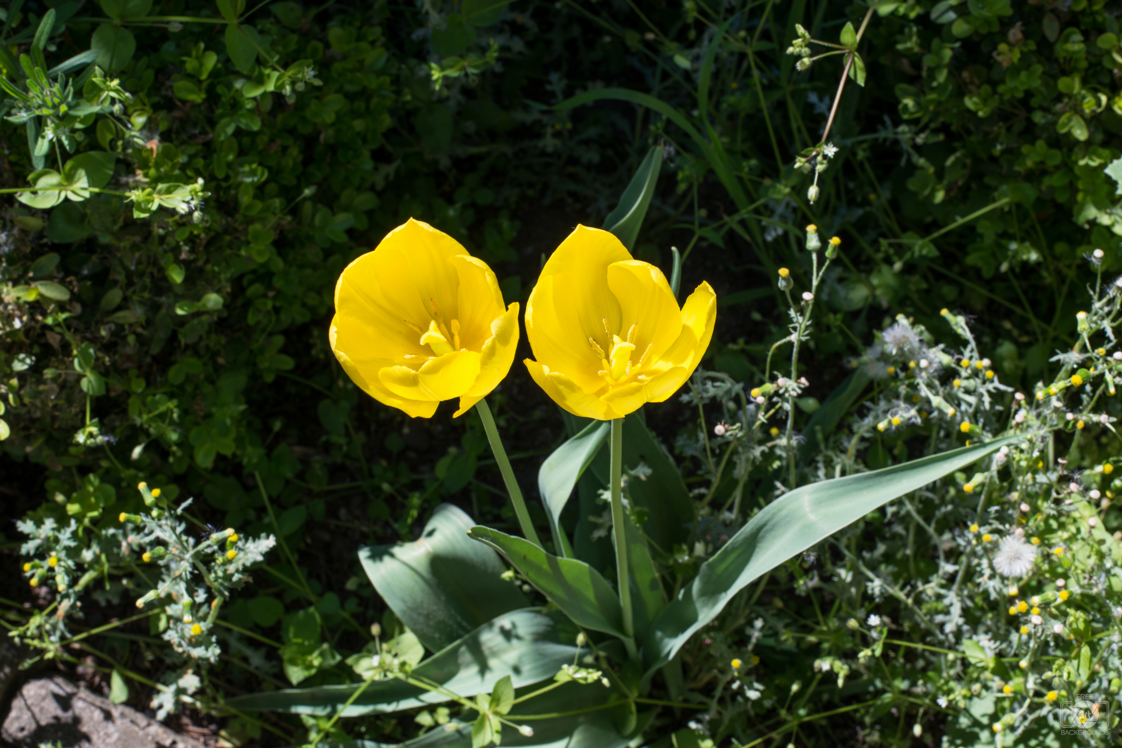 Yellow Tulips Background High Quality Free Backgrounds