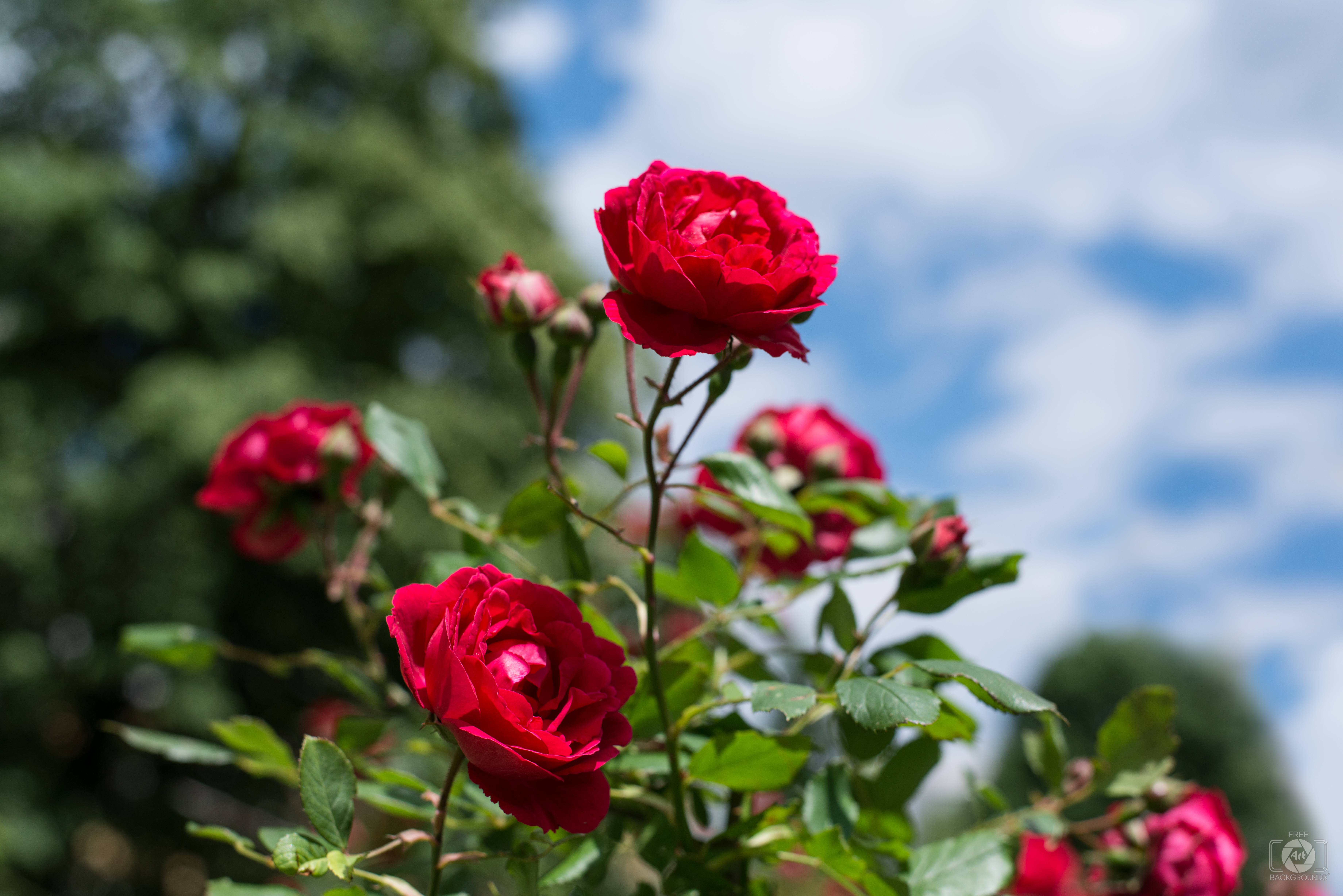 Background with Red Roses - High-quality
