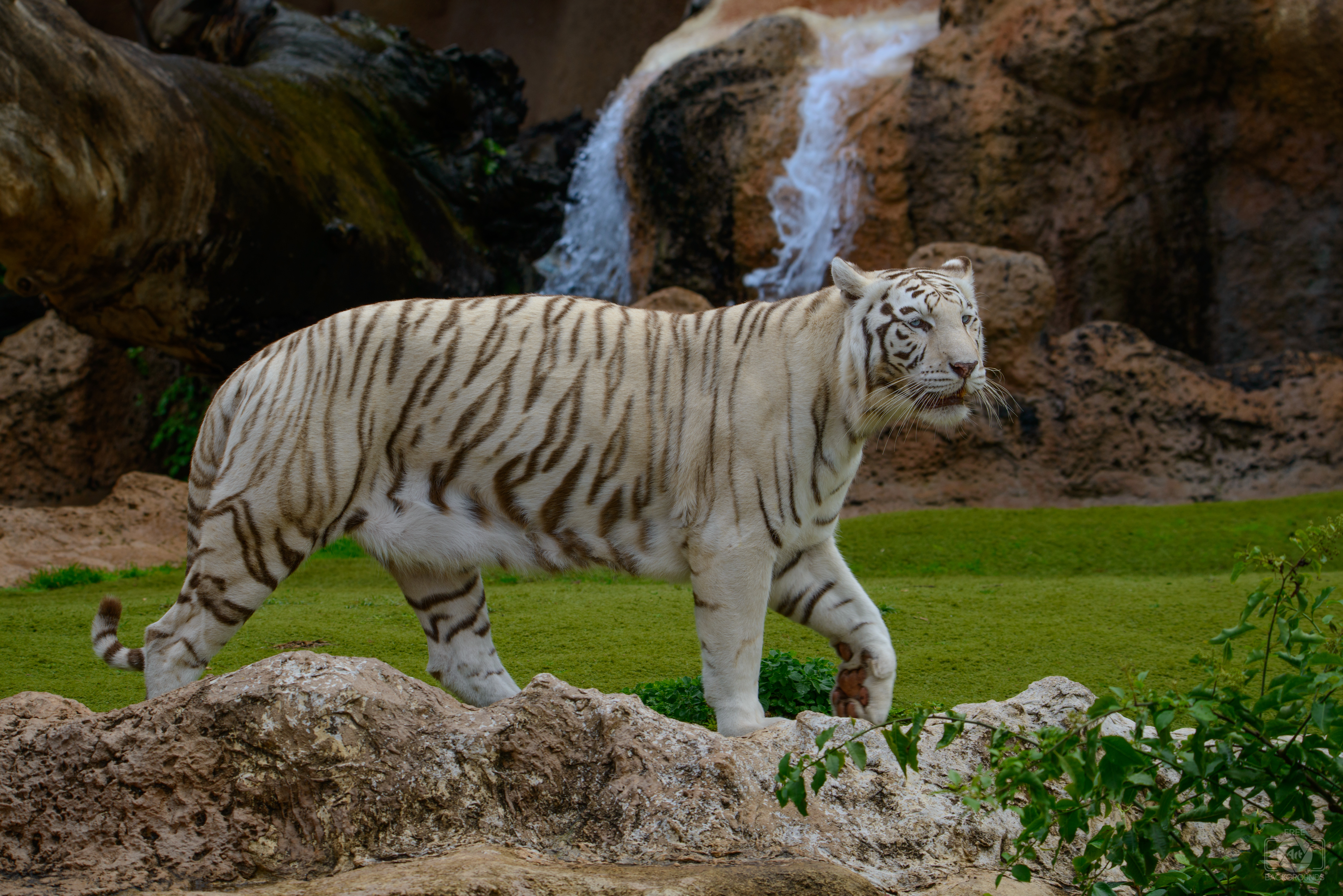 Bengal Tiger Background - High-quality Free Backgrounds, bengal tiger size  