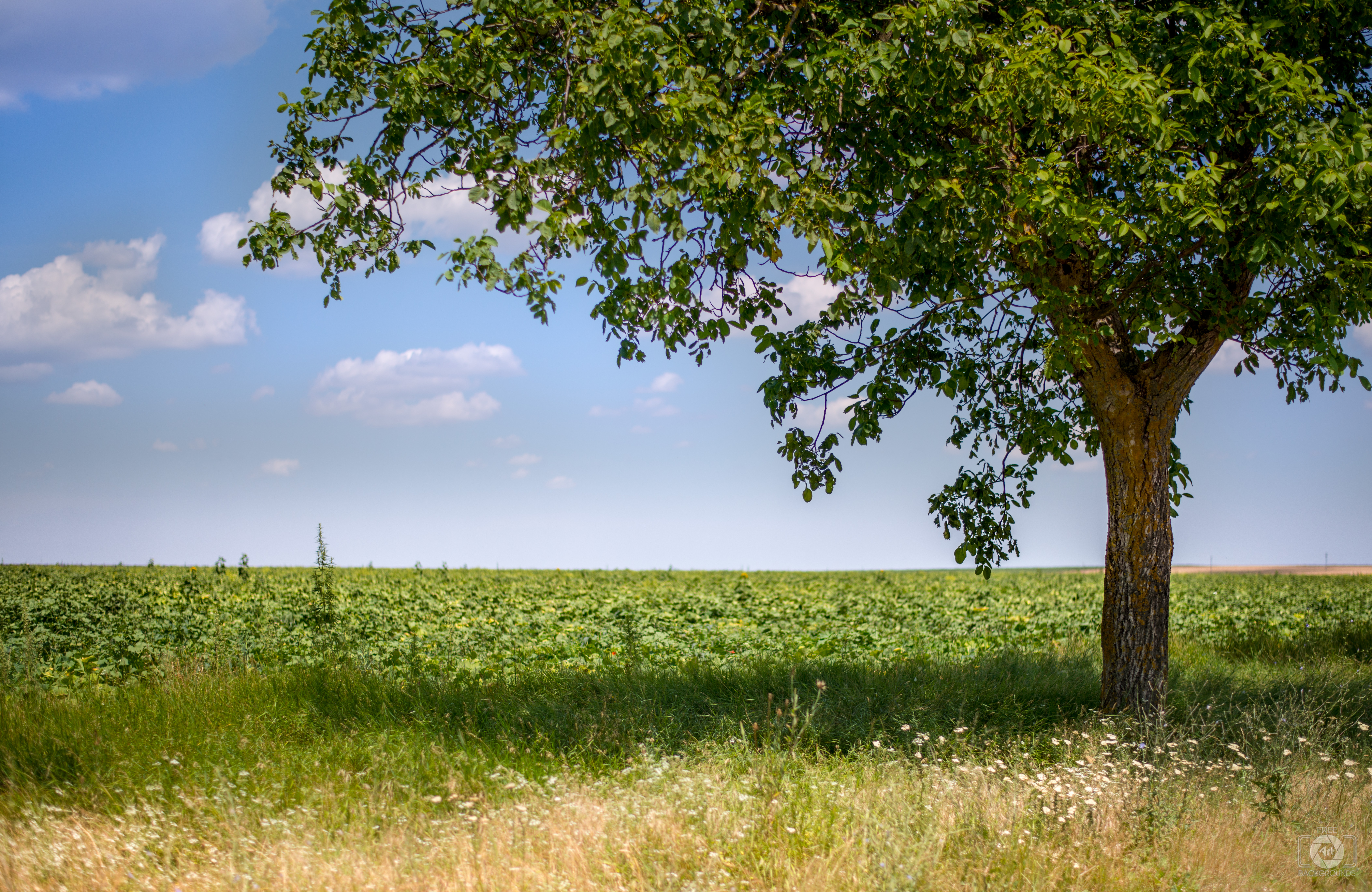 Countryside Fields and Green Tree Background - High-quality Free Backgrounds