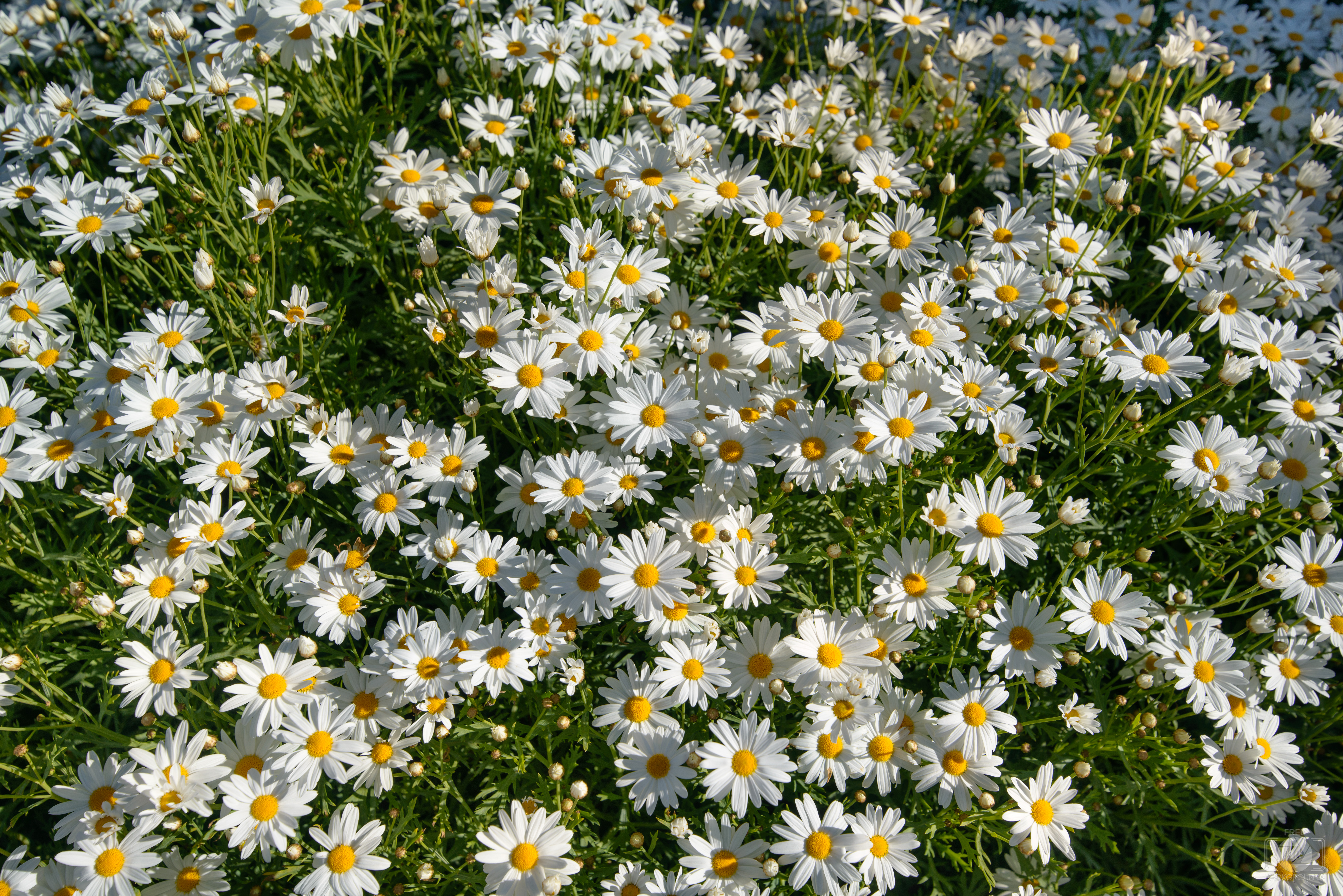 Daisy flower