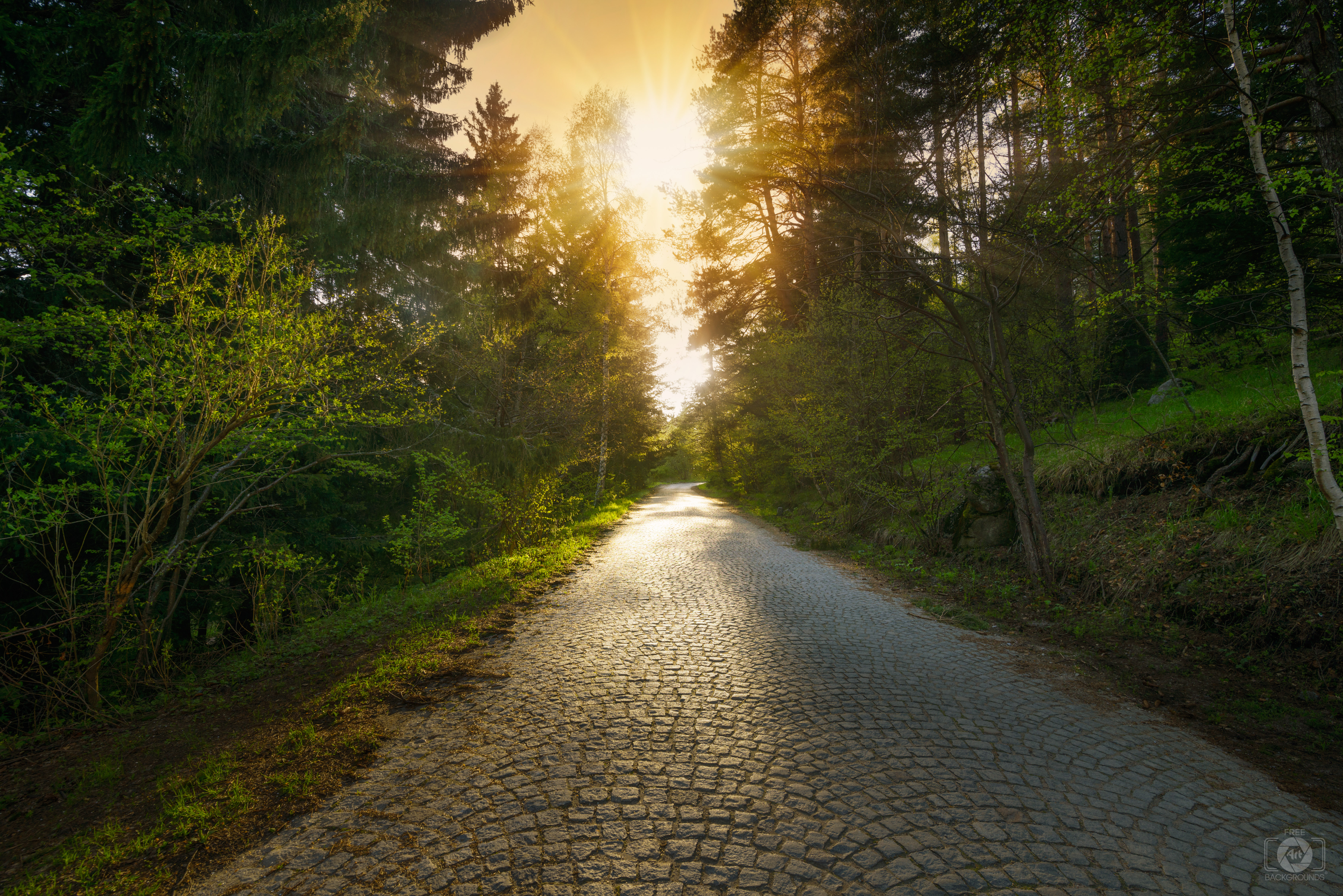 Forest Road Background - High-quality Free Backgrounds