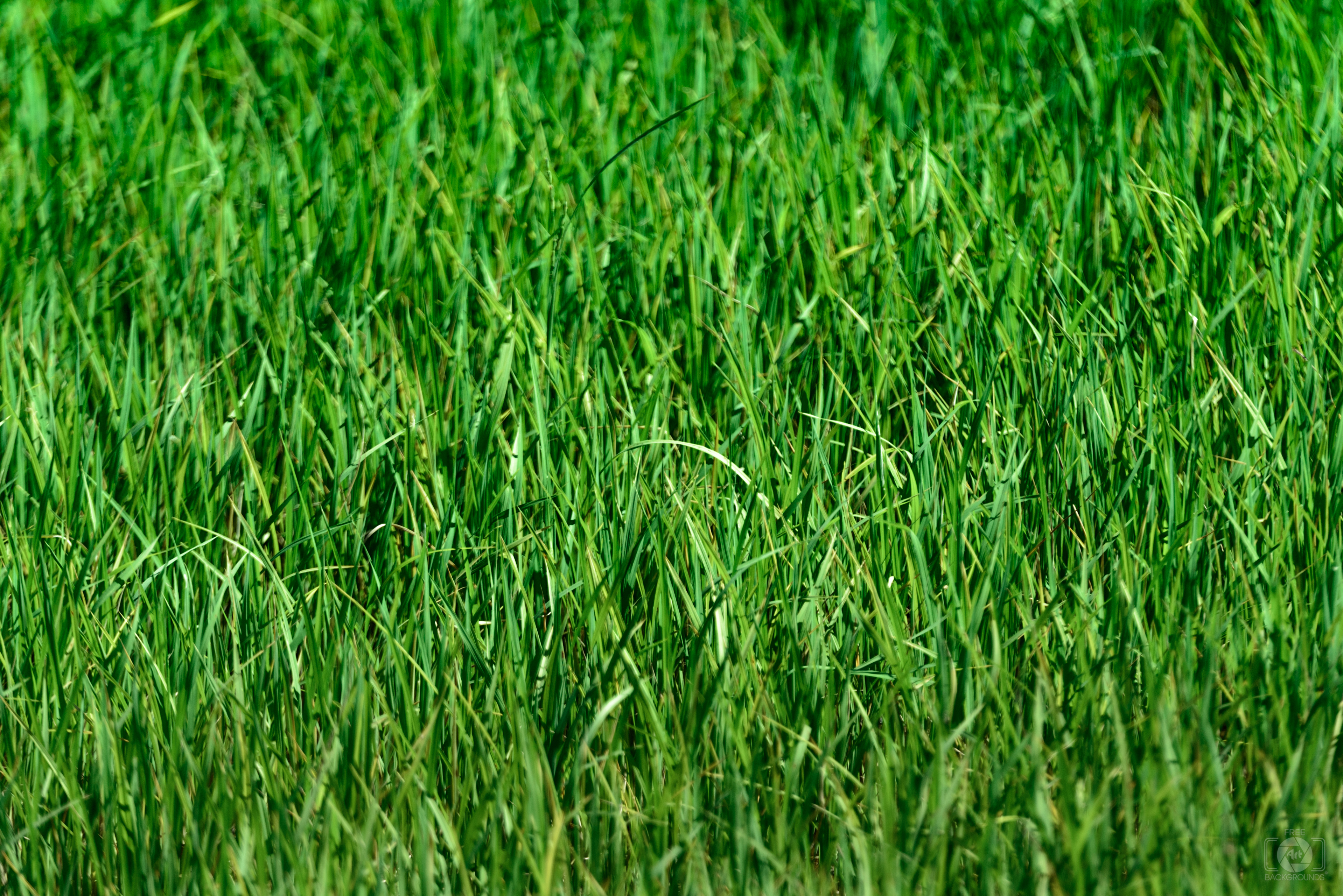 Grass Background Texture - High-quality Free Backgrounds