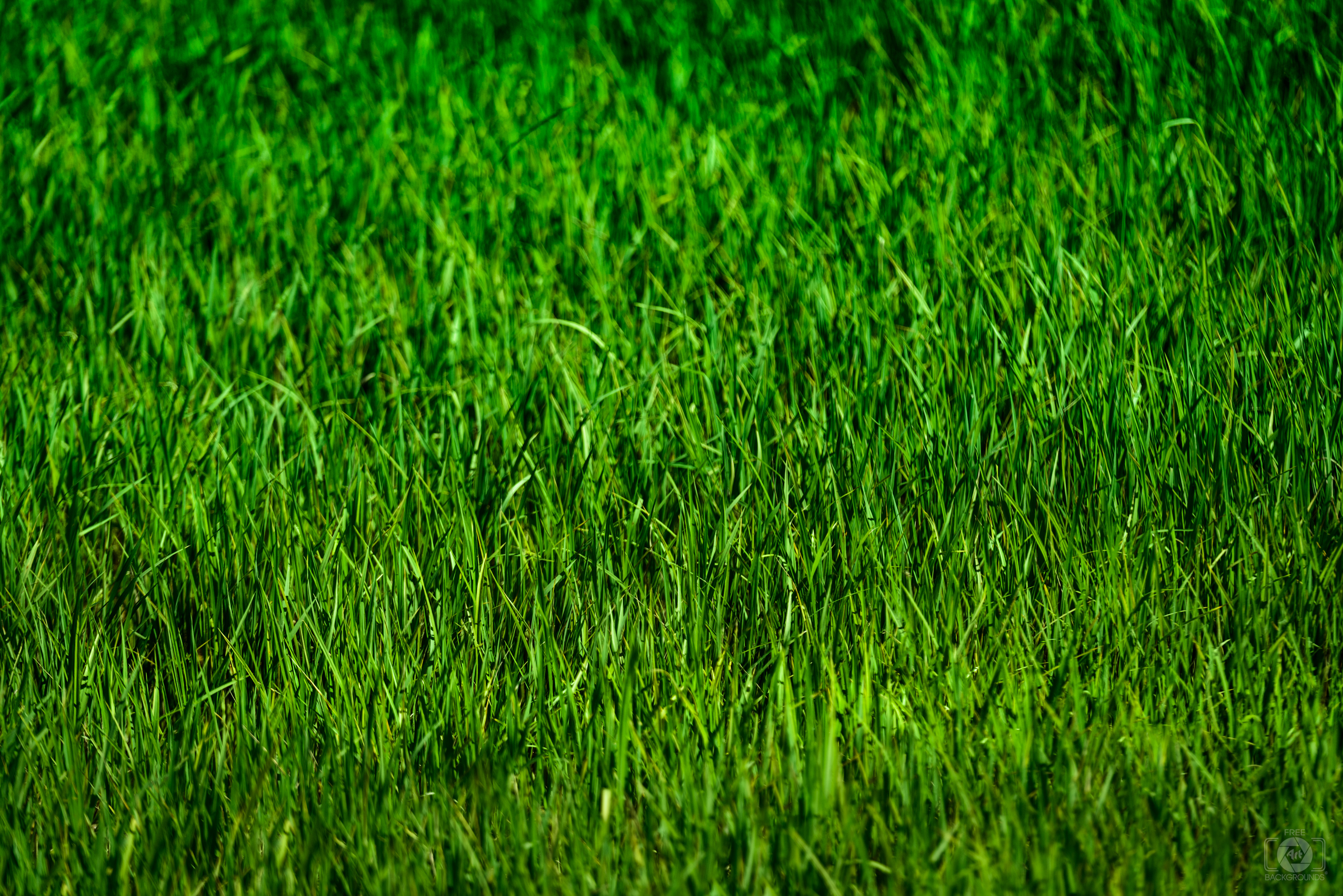 green grass with flower background