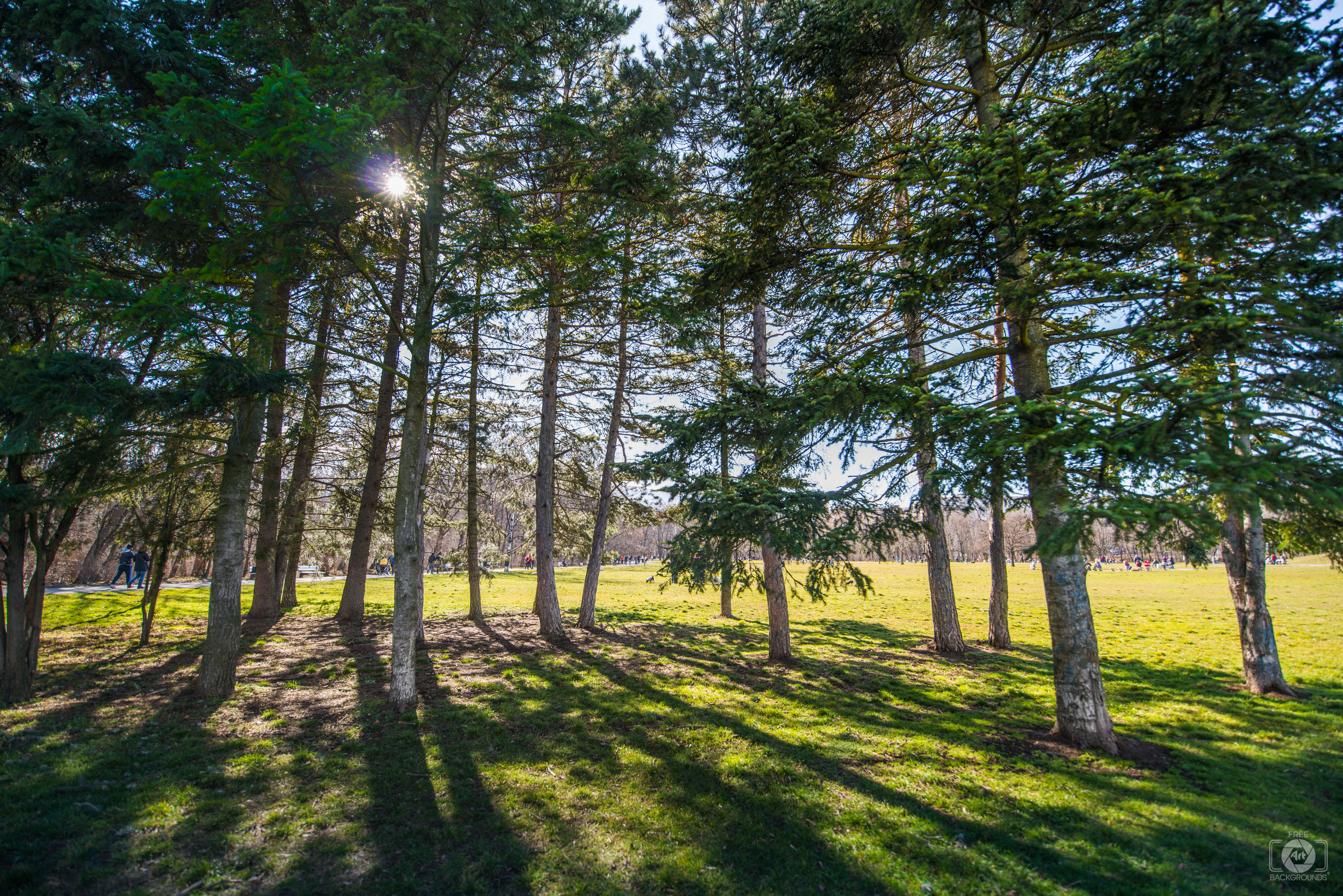 Large Trees in the Park Background - High-quality Free Backgrounds