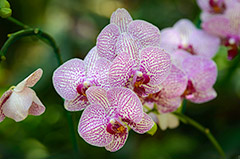 Orchids Category - High-quality free Photos, Backgrounds and Wallpapers