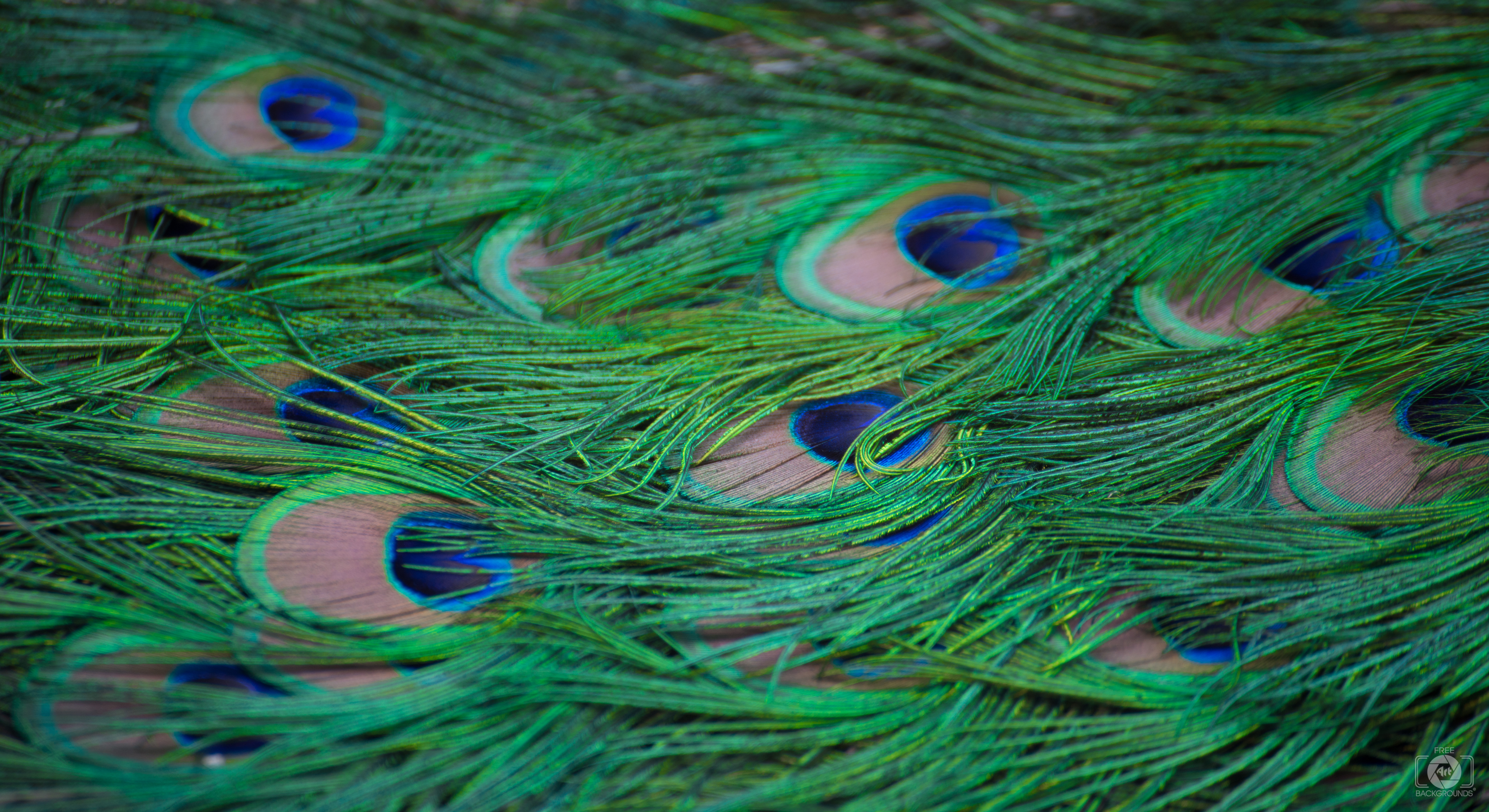 Peacock Feathers Background.