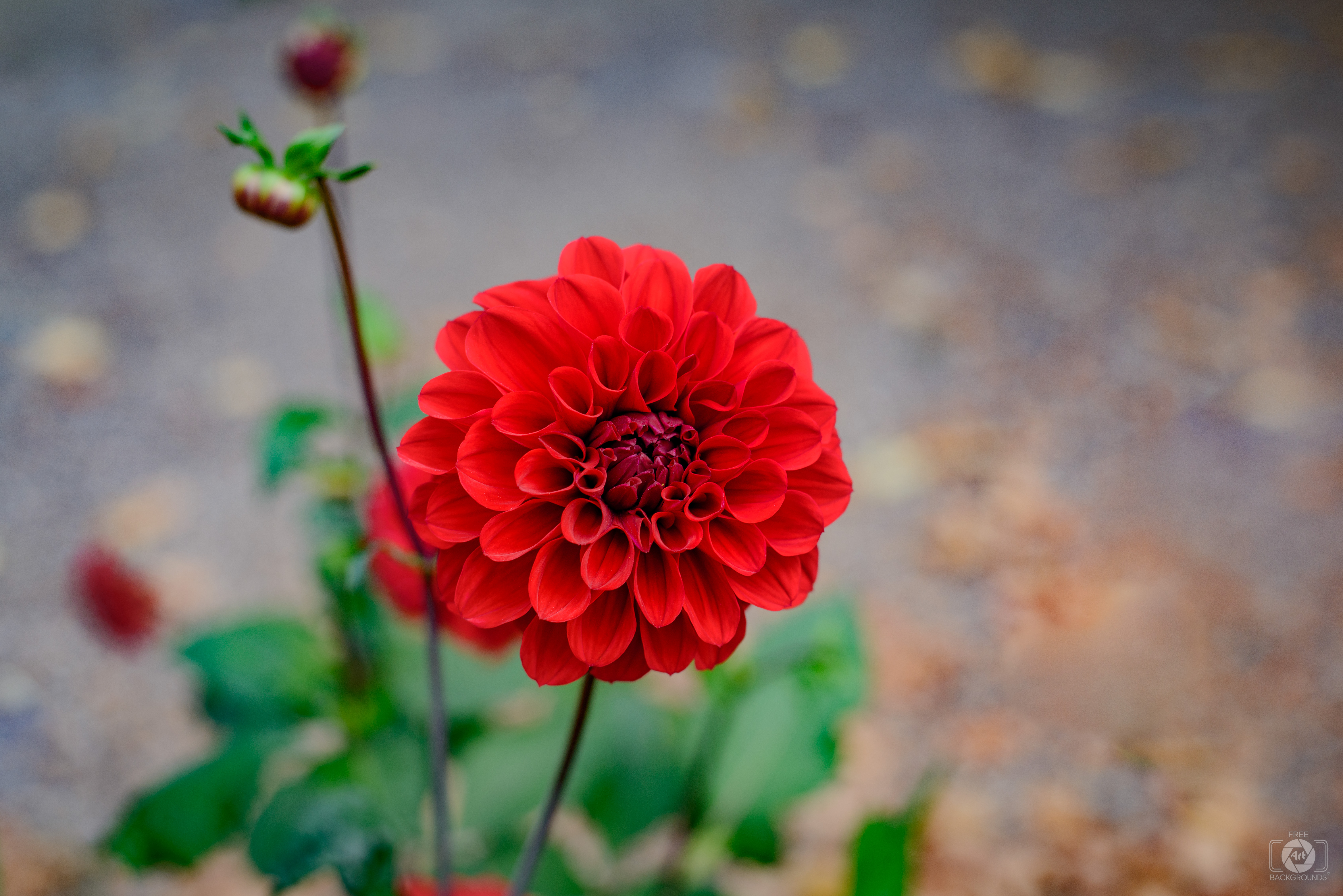 Red Flower Dahlia Background - High-quality Free Backgrounds
