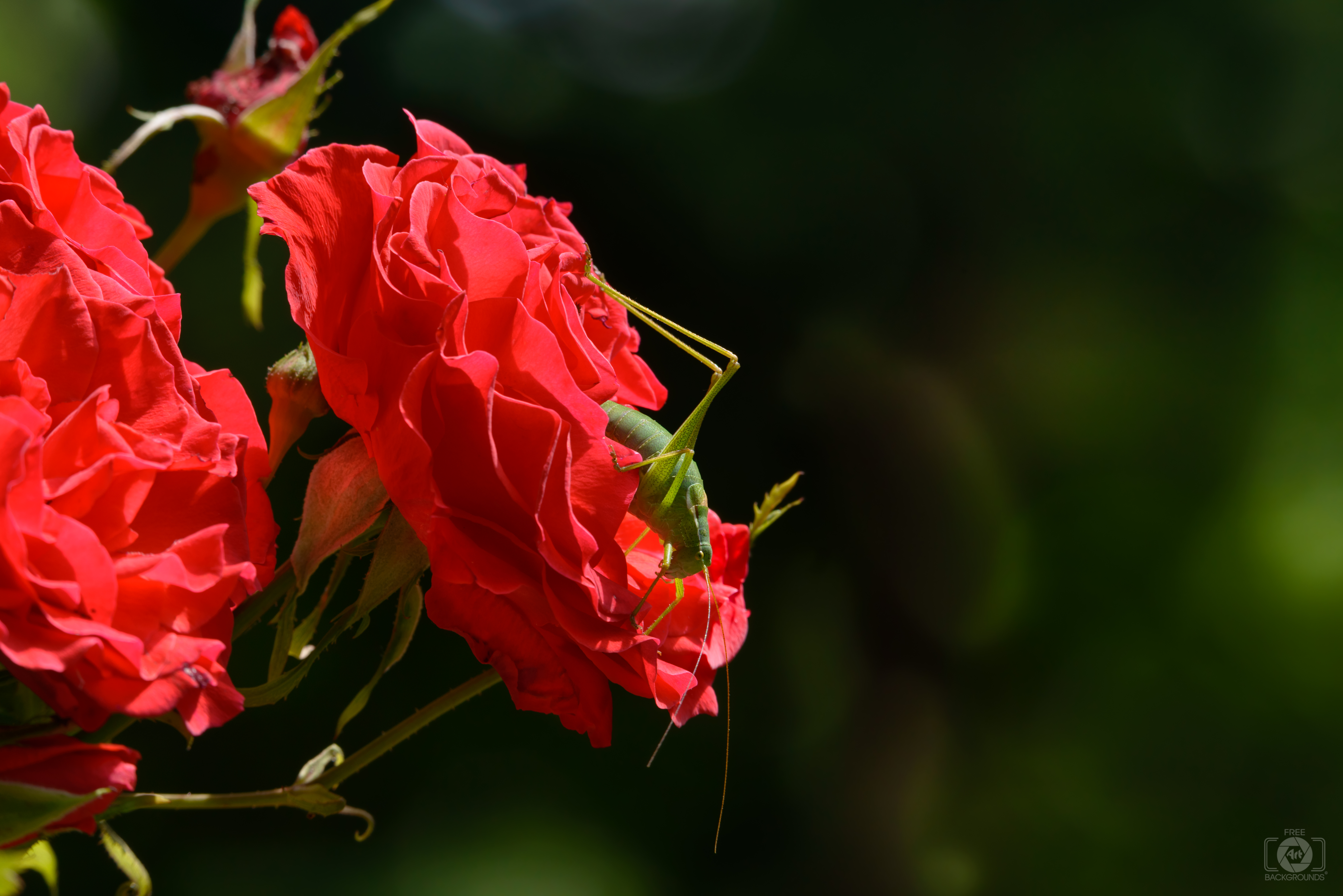 Red Roses with Grasshopper Background - High-quality Free Backgrounds