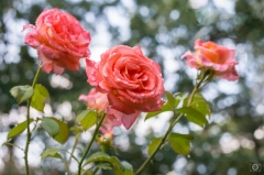 Roses Category - High-quality free Photos, Backgrounds and Wallpapers