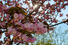 Spring Category - High-quality free Photos, Backgrounds and Wallpapers