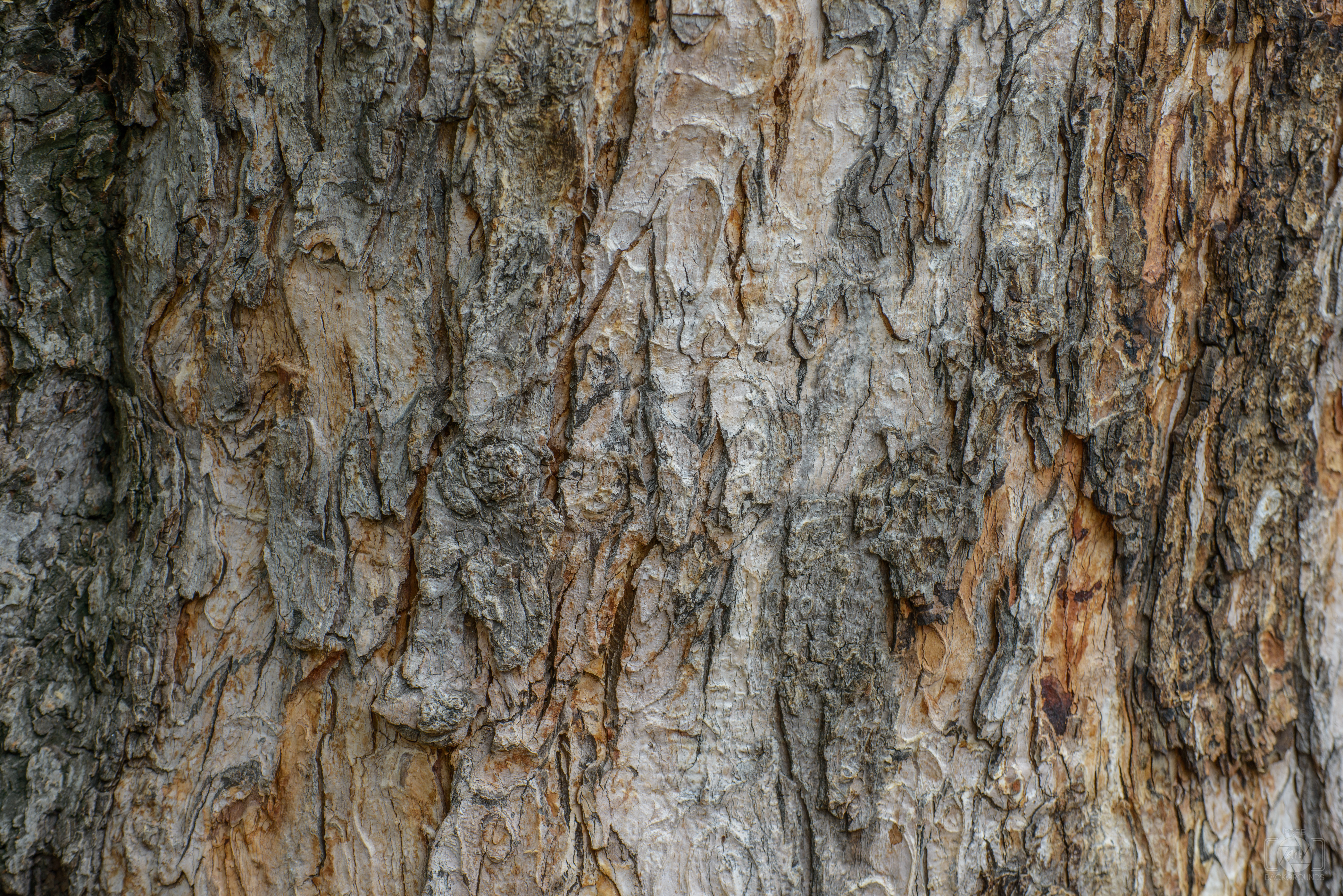 Spruce Bark texture