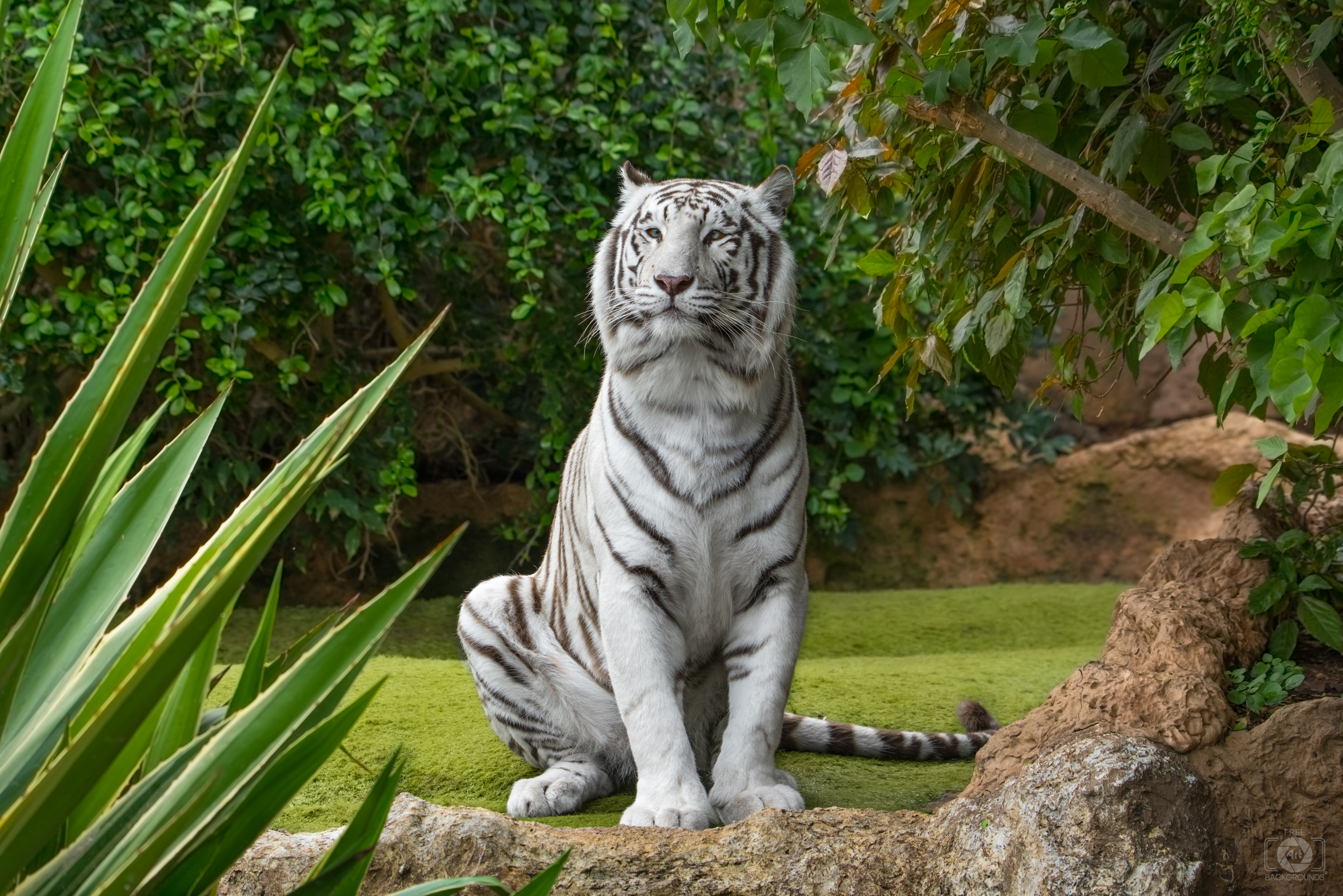 Background White Tiger gambar ke 6