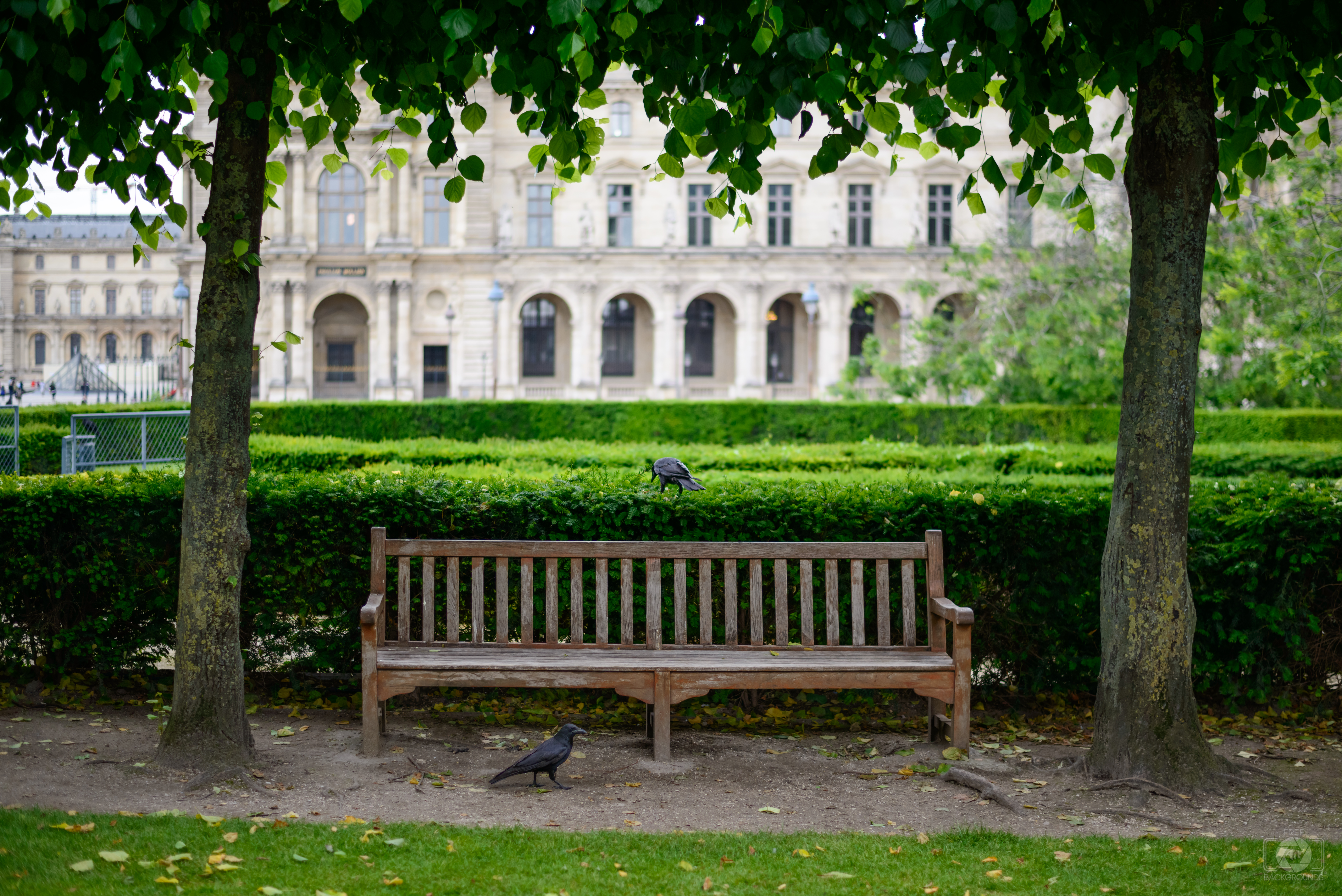 Wooden Park Bench and Ravens Background - High-quality Free Backgrounds